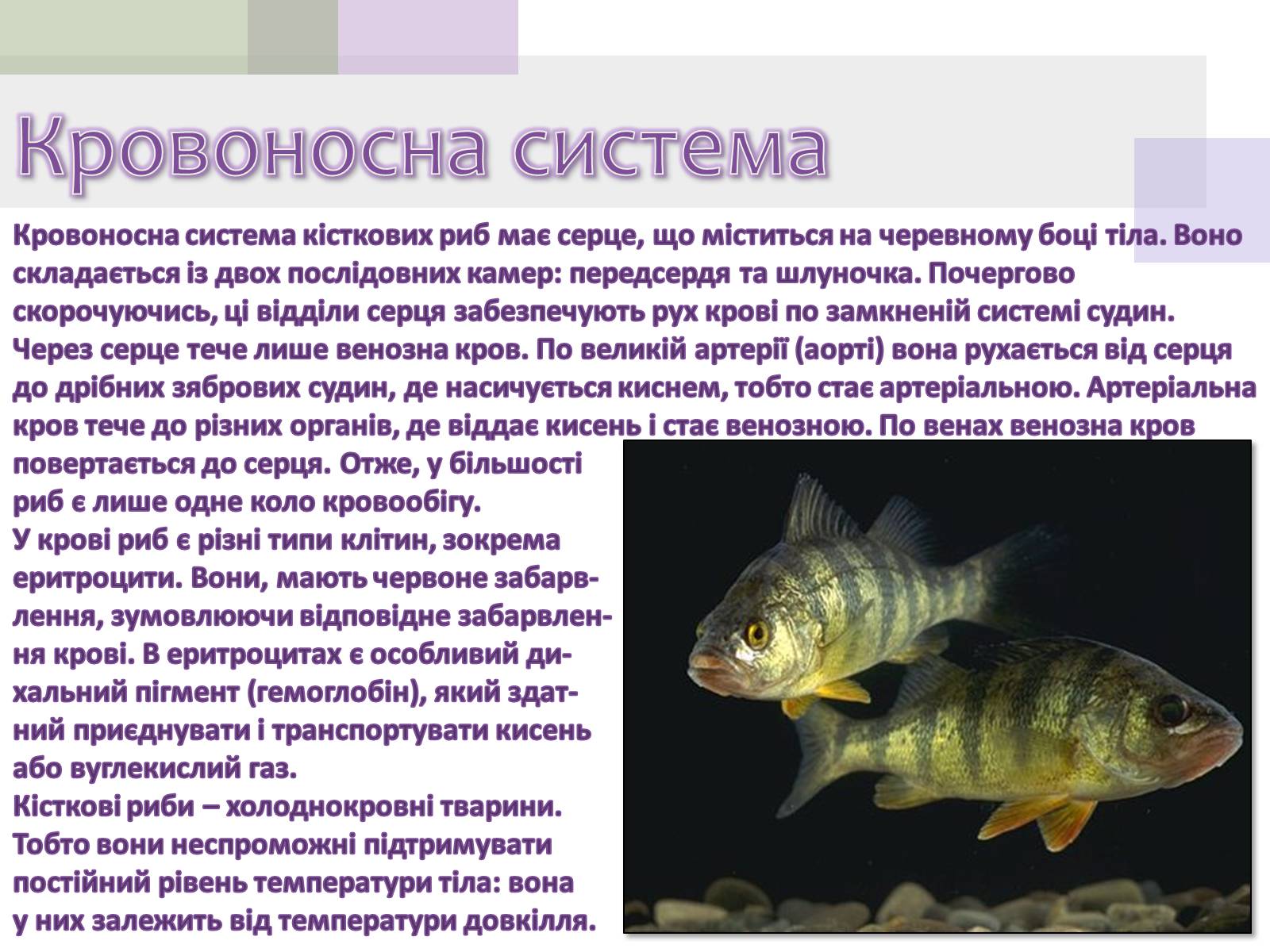 Презентація на тему «Кісткові риби» (варіант 1) - Слайд #9