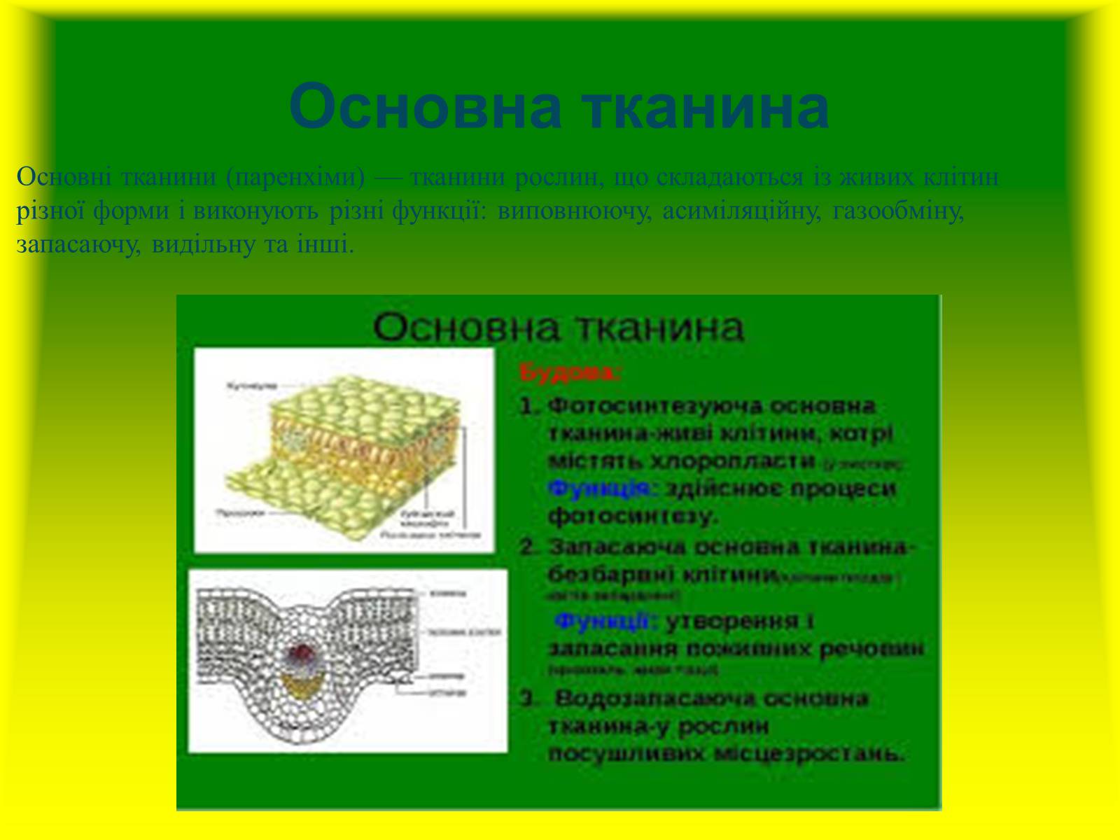 Презентація на тему «Багатоклітинні організми» - Слайд #13