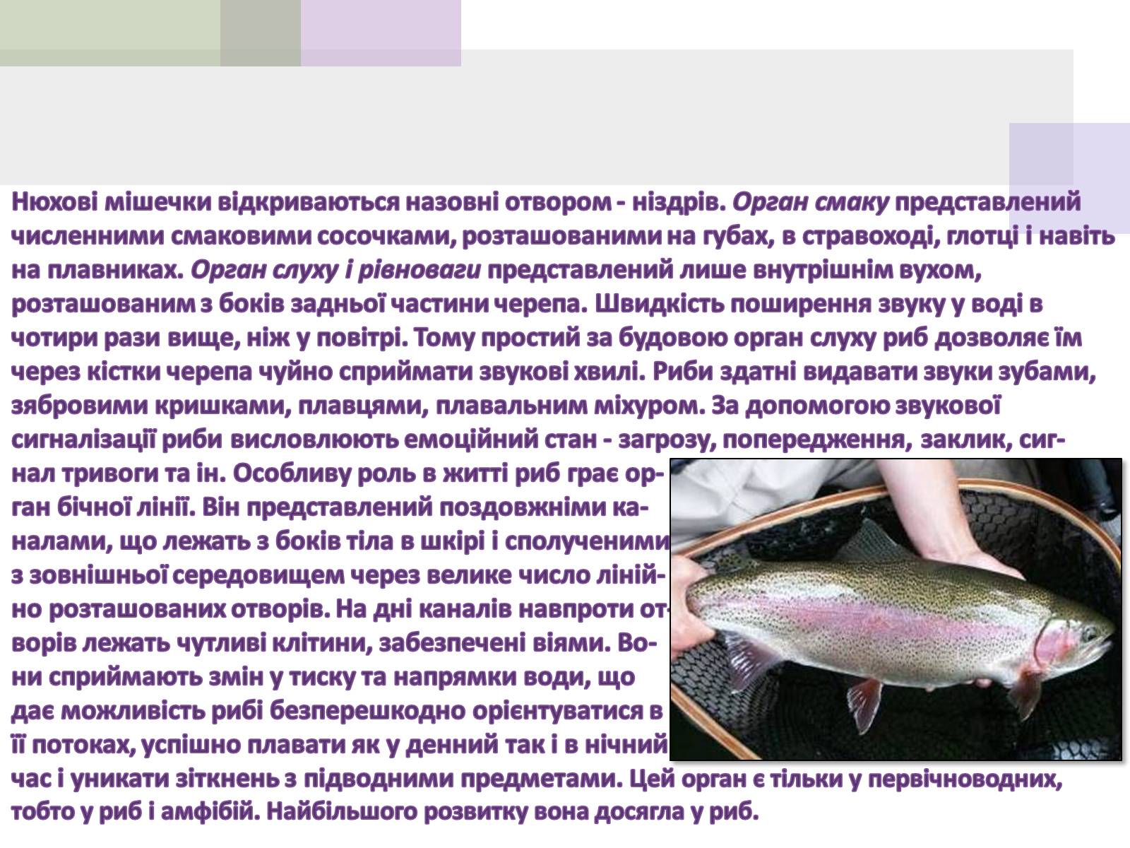Презентація на тему «Кісткові риби» (варіант 1) - Слайд #11