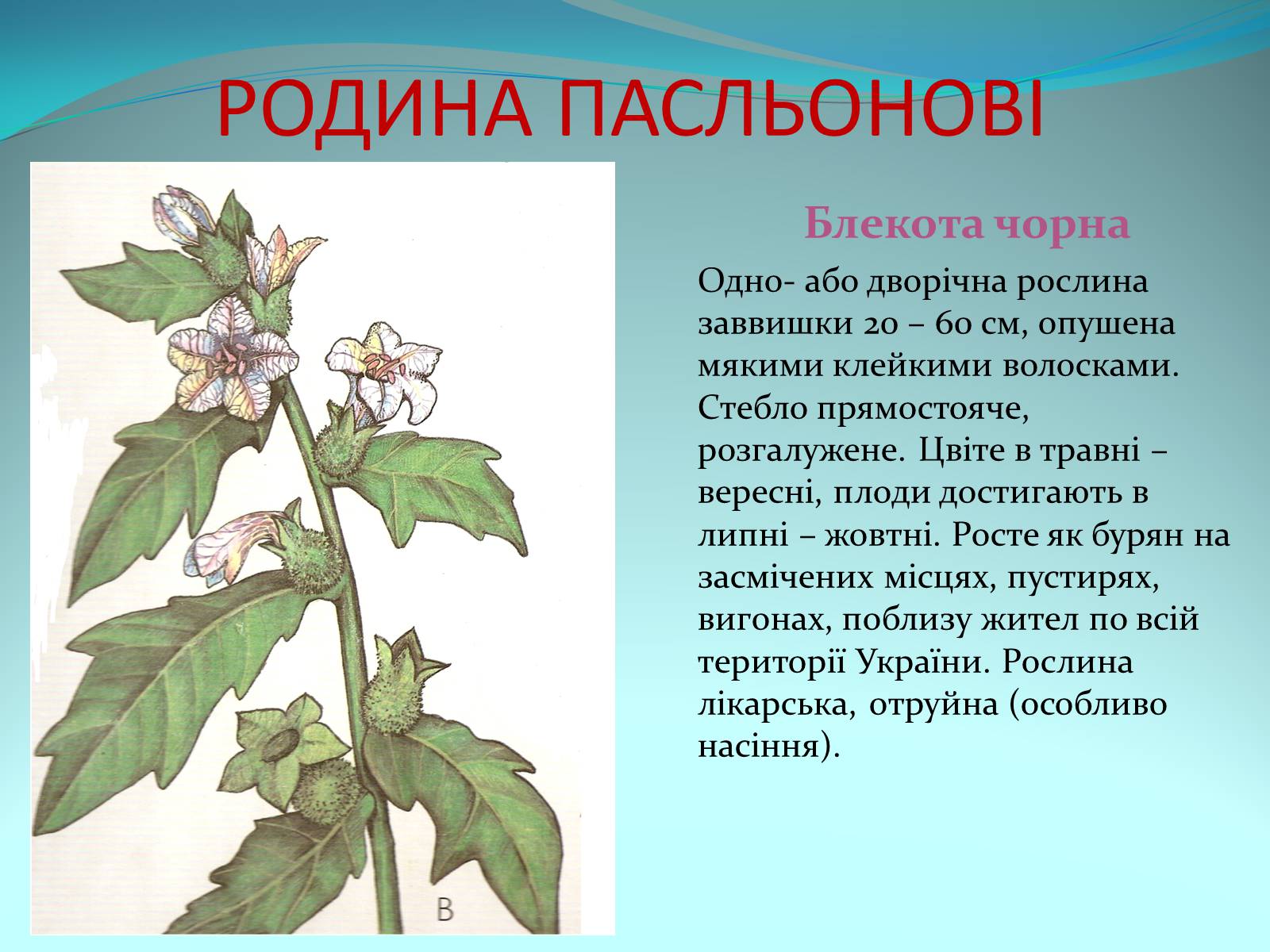 Презентація на тему «Різноманітність покритонасінних рослин» - Слайд #49