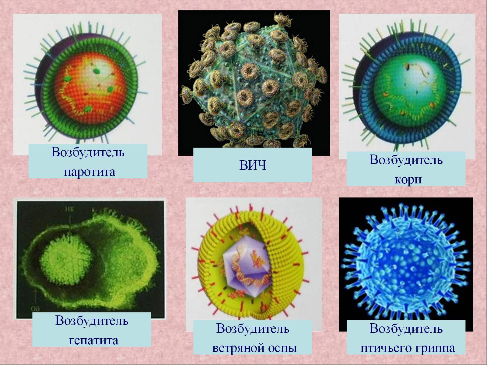 Презентація на тему «Роль вірусів у природі та житті людини» - Слайд #5