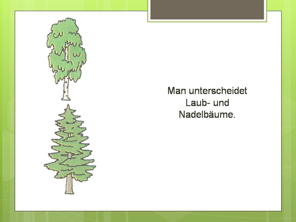 Презентація на тему «Der Baum» - Слайд #3
