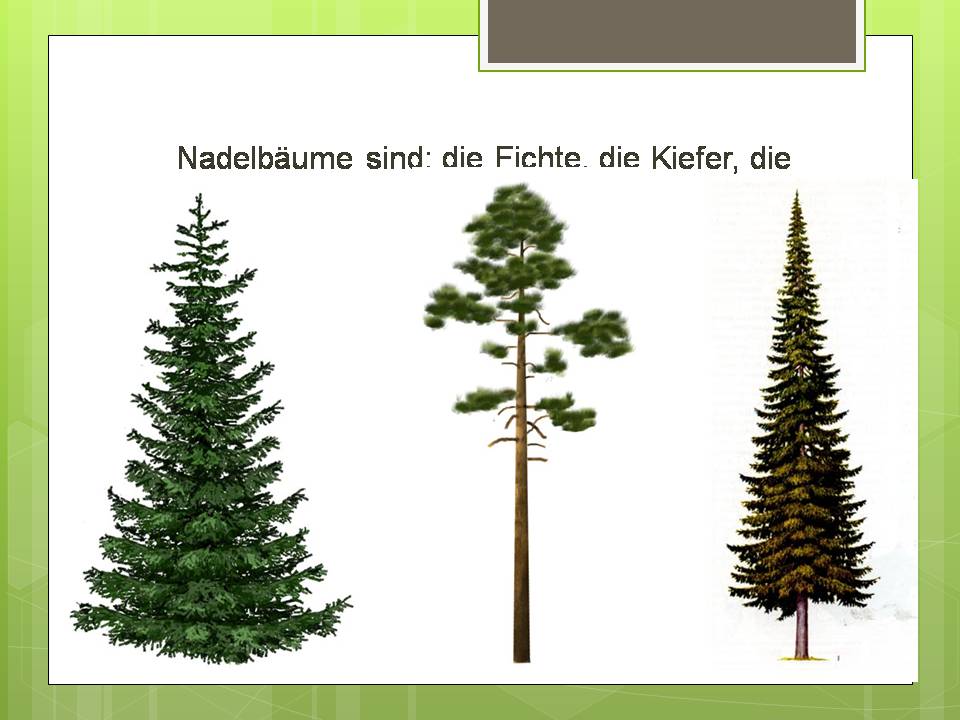 Презентація на тему «Der Baum» - Слайд #5