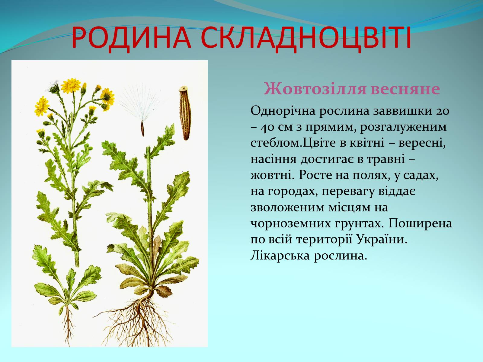Презентація на тему «Різноманітність покритонасінних рослин» - Слайд #62