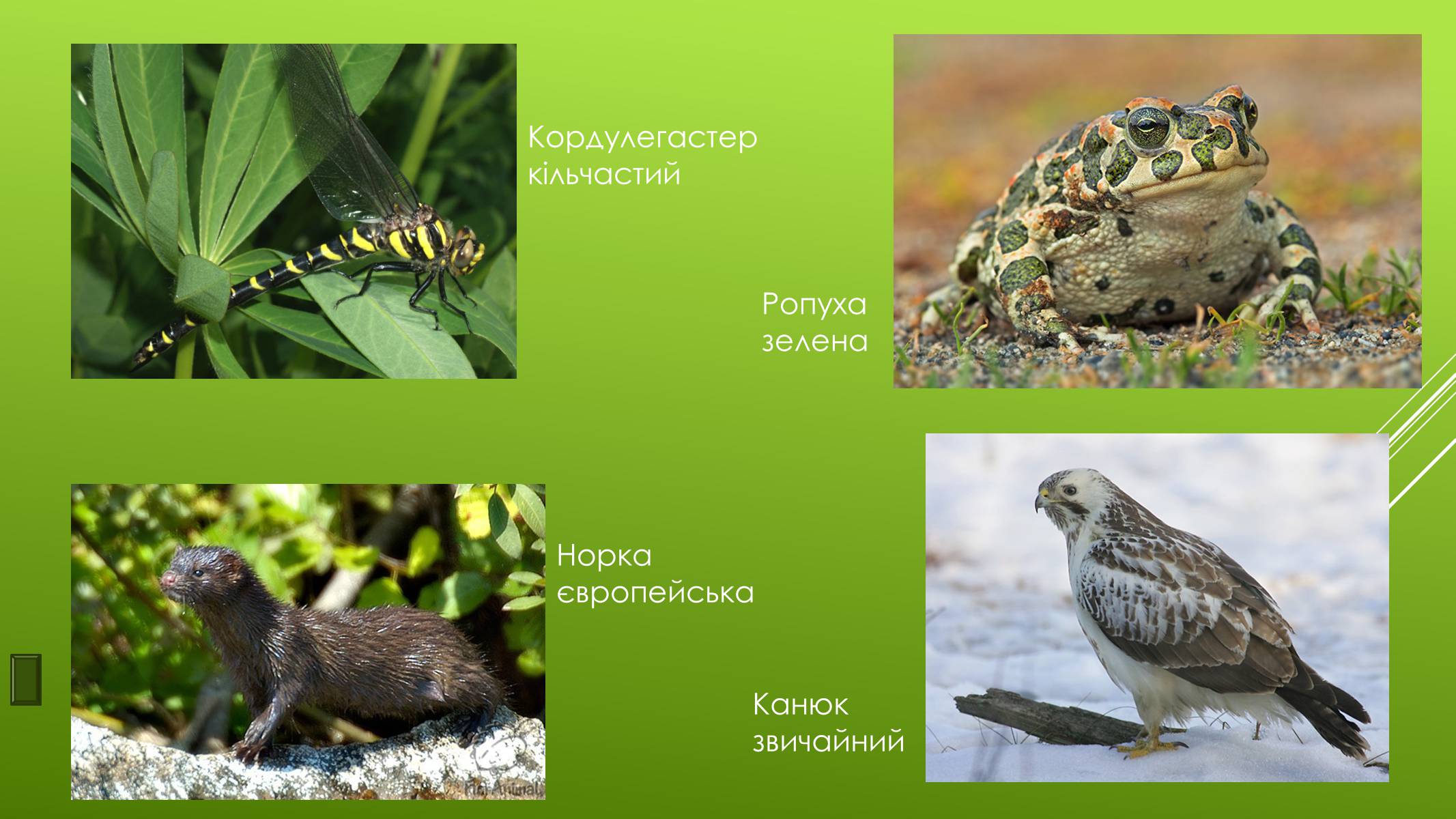 Презентація на тему «Національні Природні парки Чернігівської області» - Слайд #8