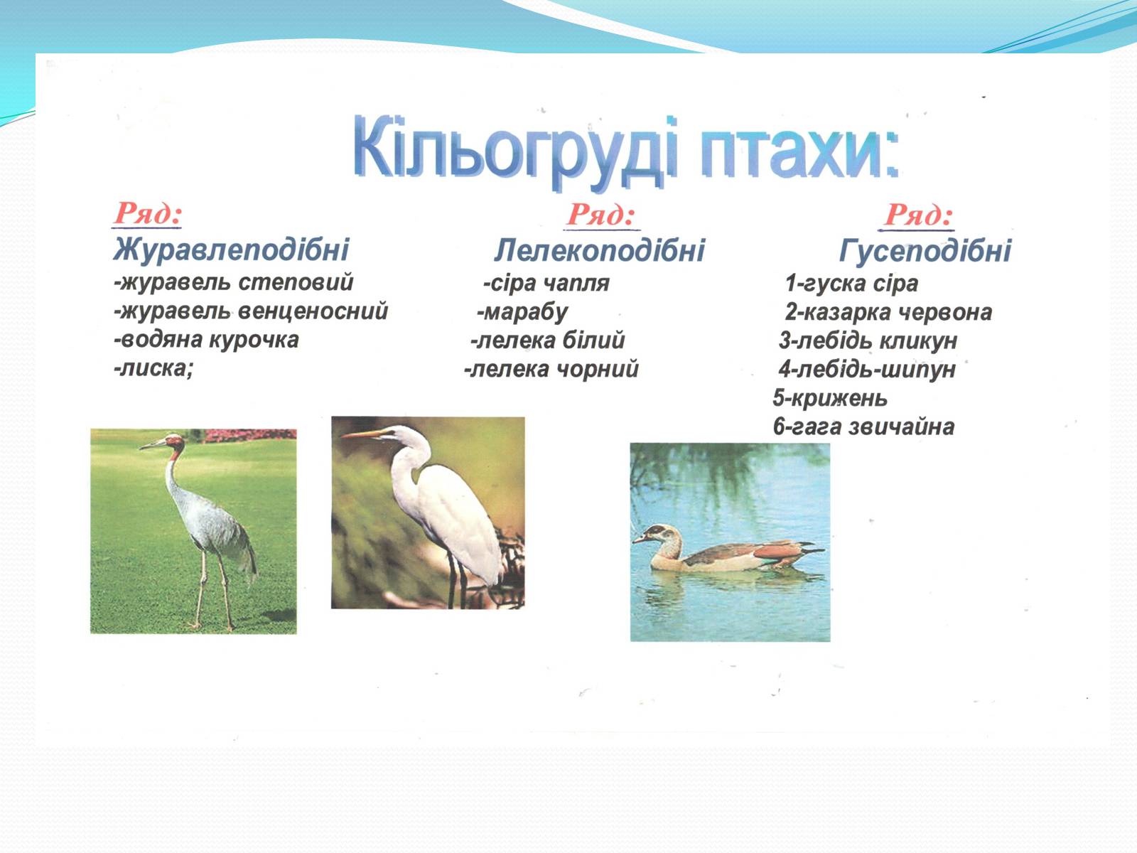 Презентація на тему «Надряд Кільогруді птахи» - Слайд #3