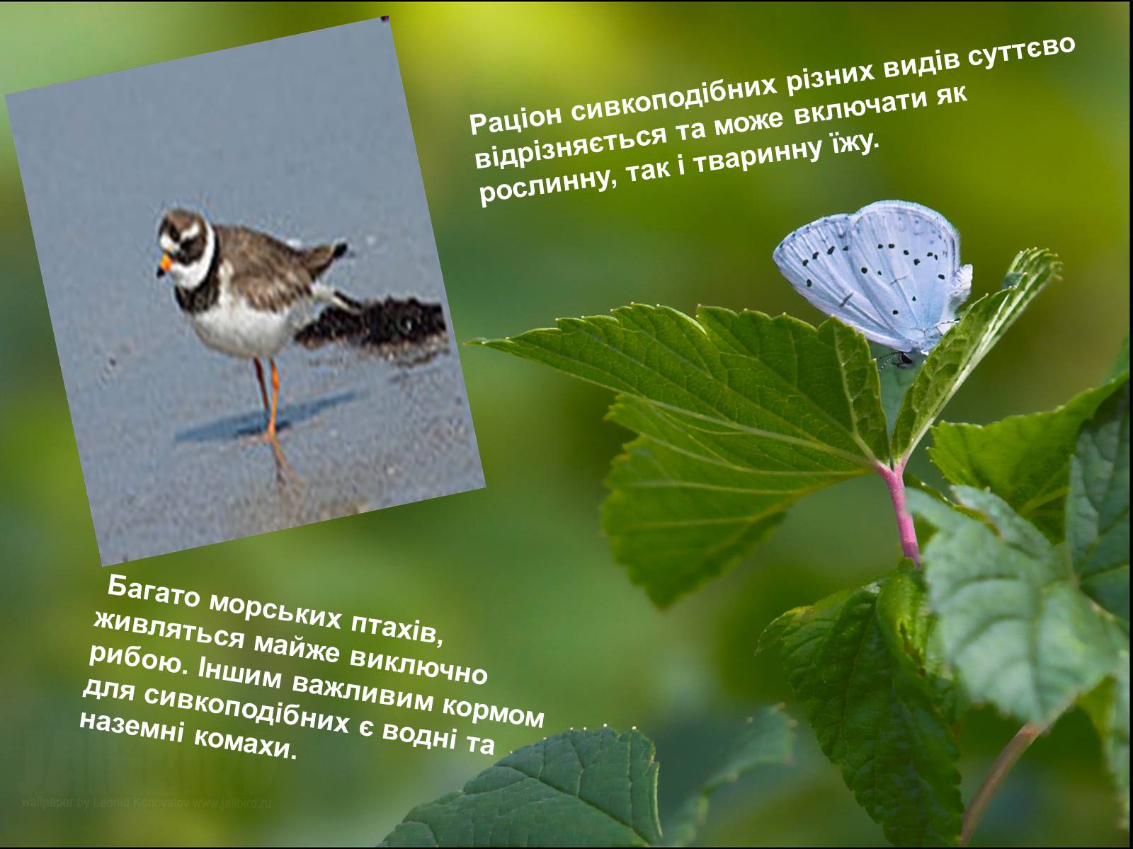 Презентація на тему «Різноманітність птахів» (варіант 1) - Слайд #6