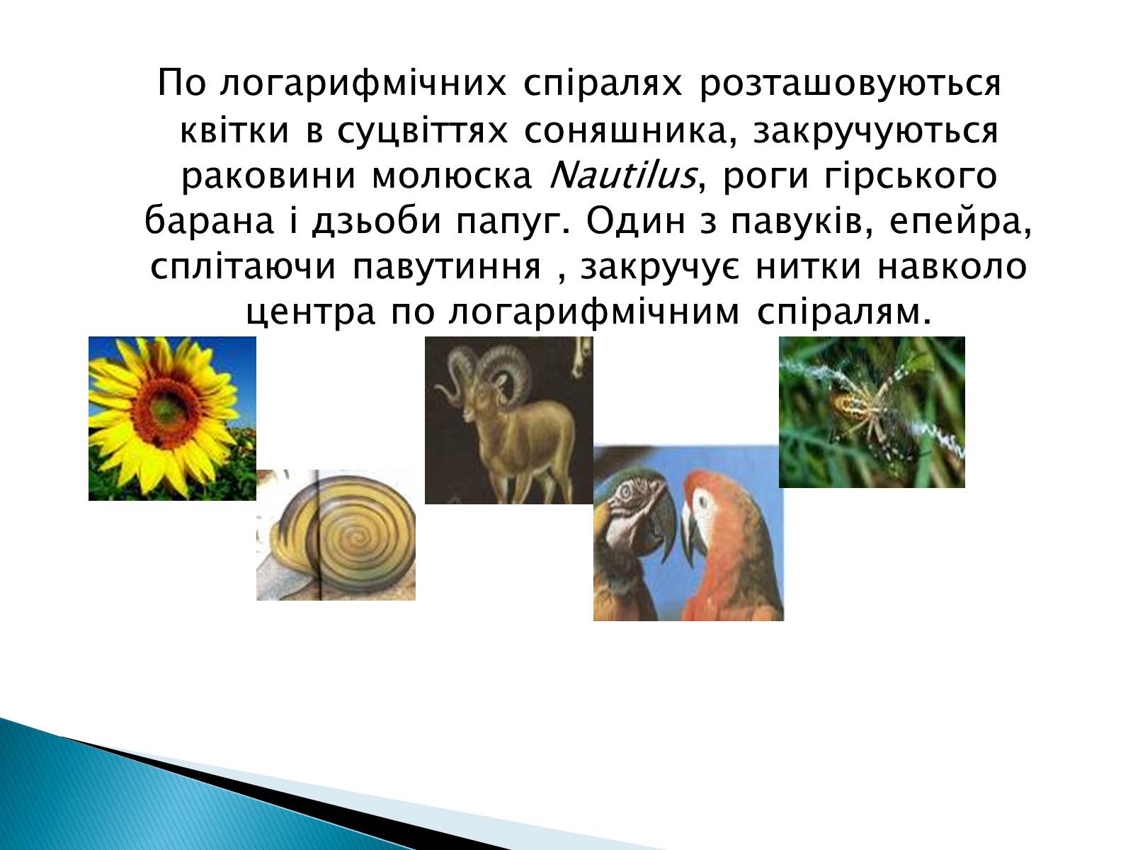 Презентація на тему «Логарифми в біології» - Слайд #4