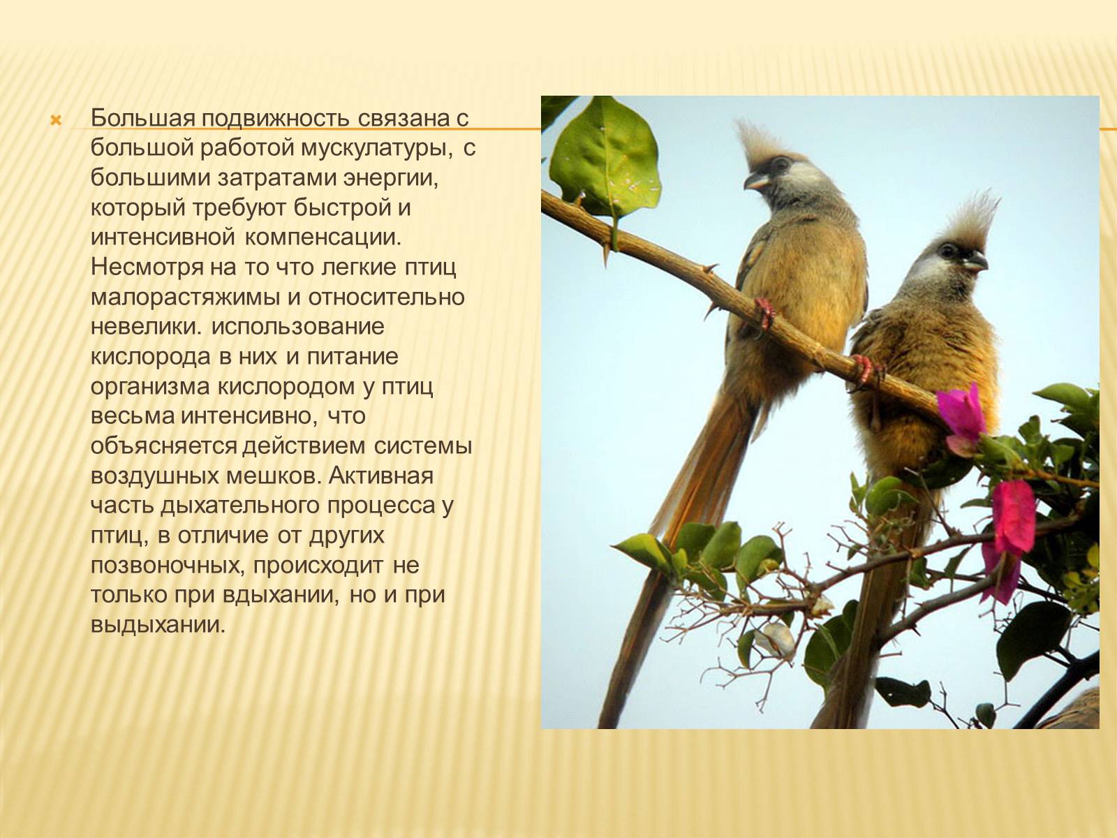 Презентація на тему «Птицы» (варіант 3) - Слайд #5
