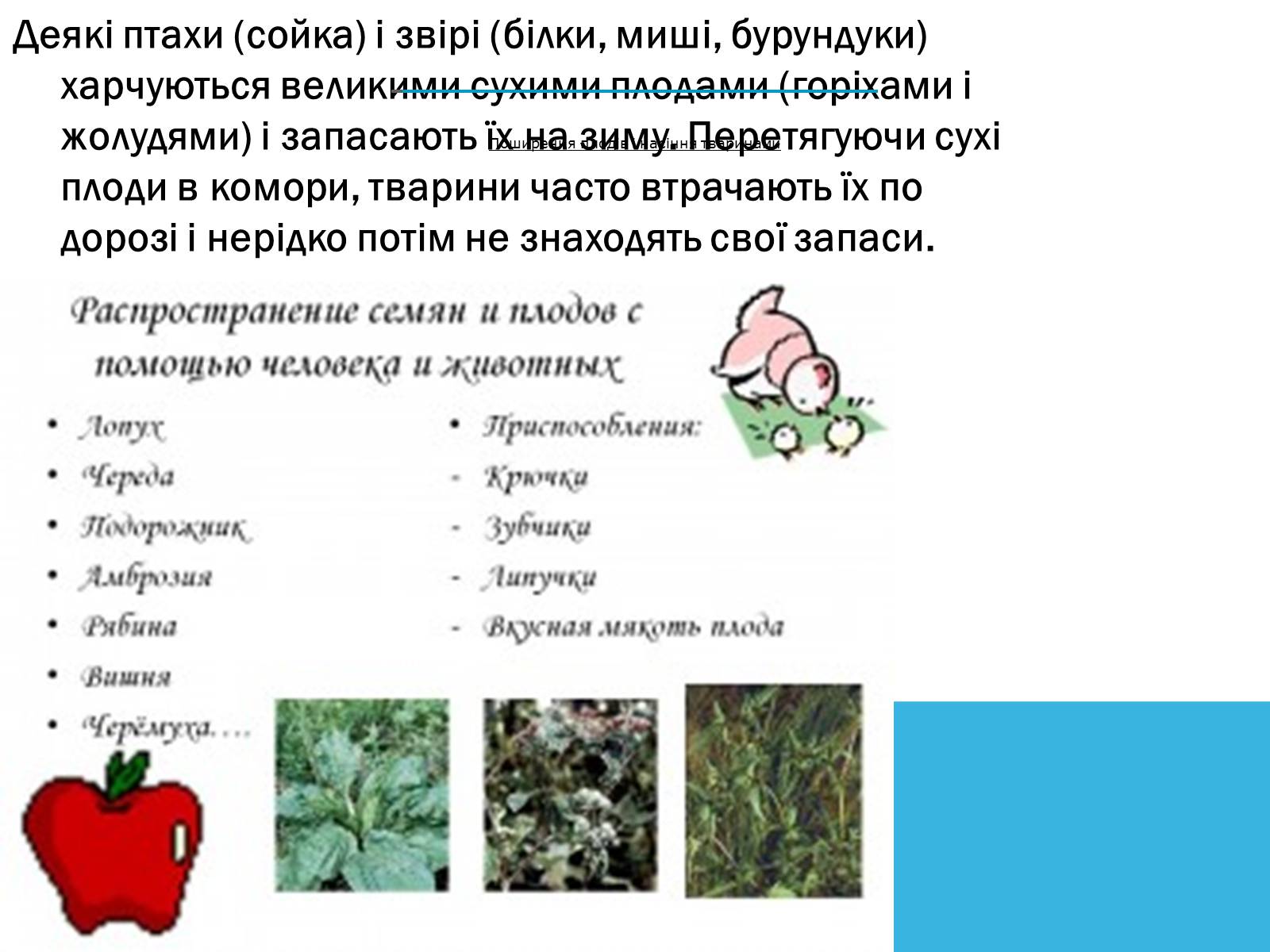 Презентація на тему «Поширення плодів» (варіант 2) - Слайд #3 Презентація на тему «Поширення плодів» (варіант 2) - Слайд #3