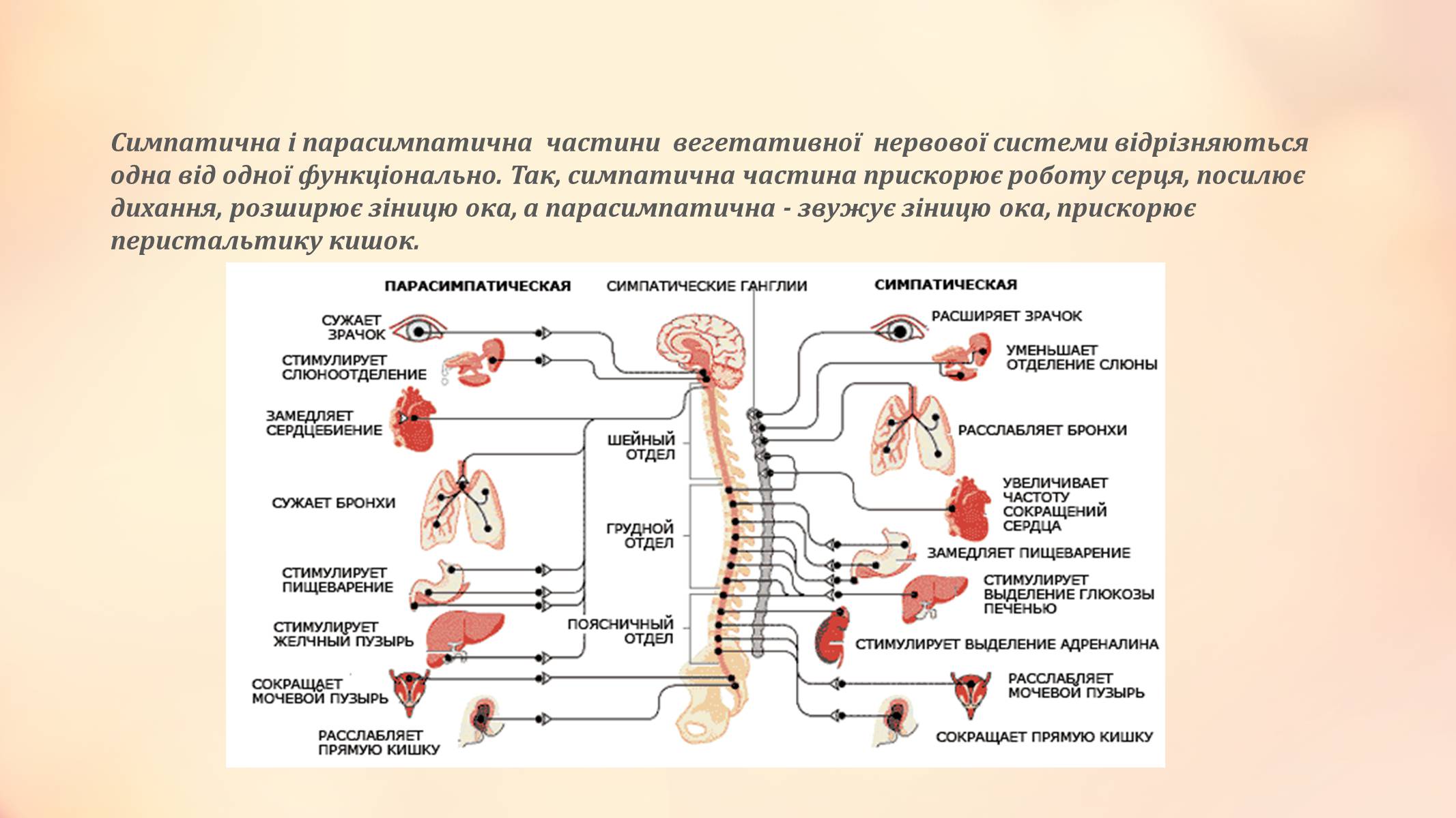 Презентація на тему «Вегетативна нервова система» - Слайд #6