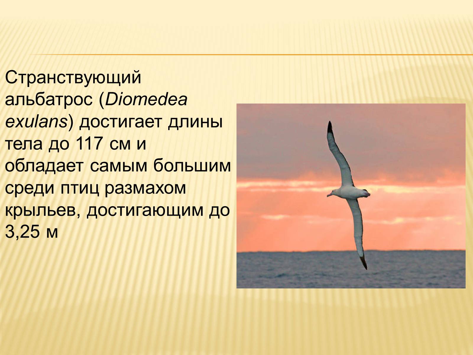 Презентація на тему «Птицы» (варіант 3) - Слайд #30