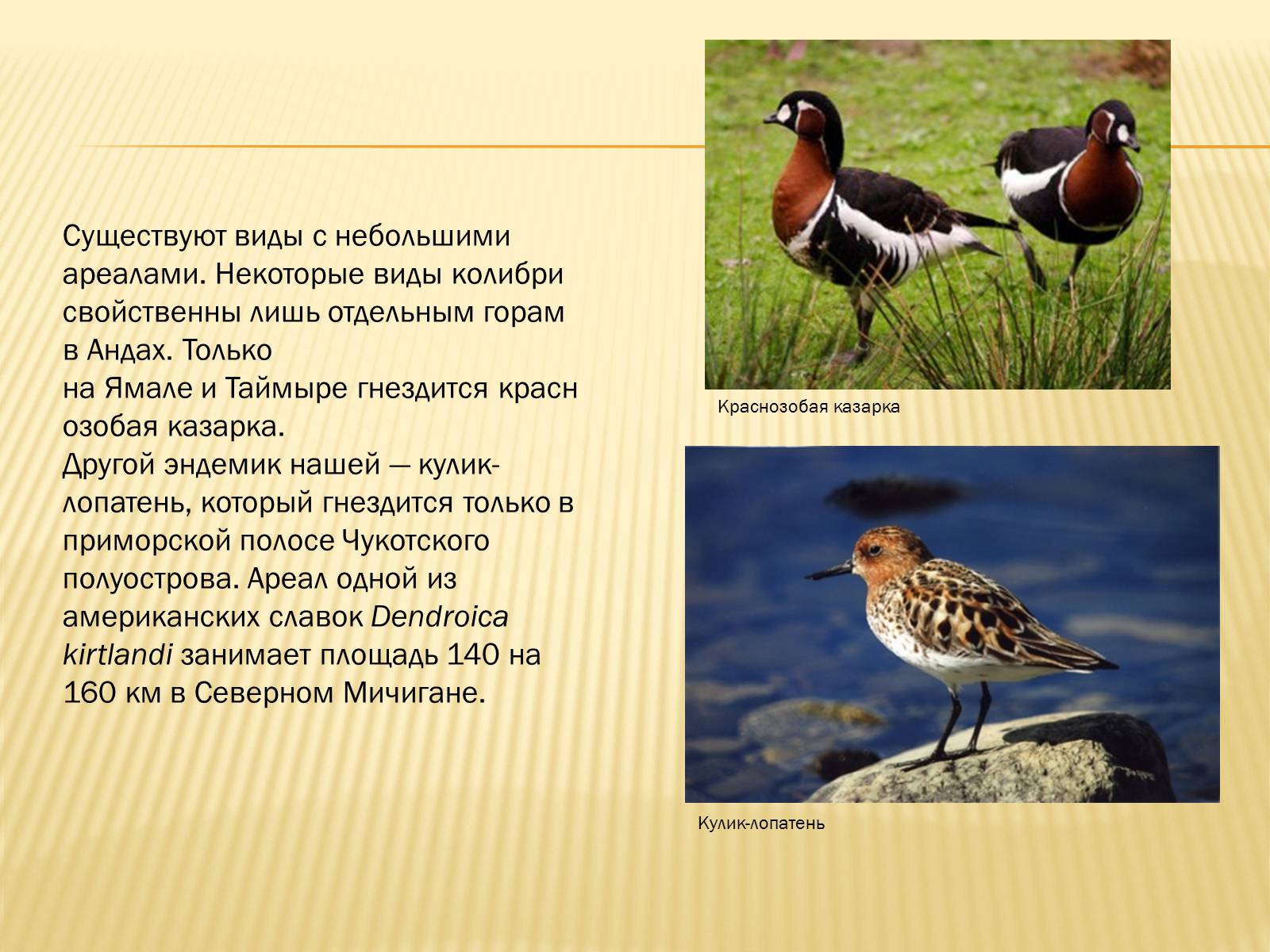 Презентація на тему «Птицы» (варіант 3) - Слайд #37