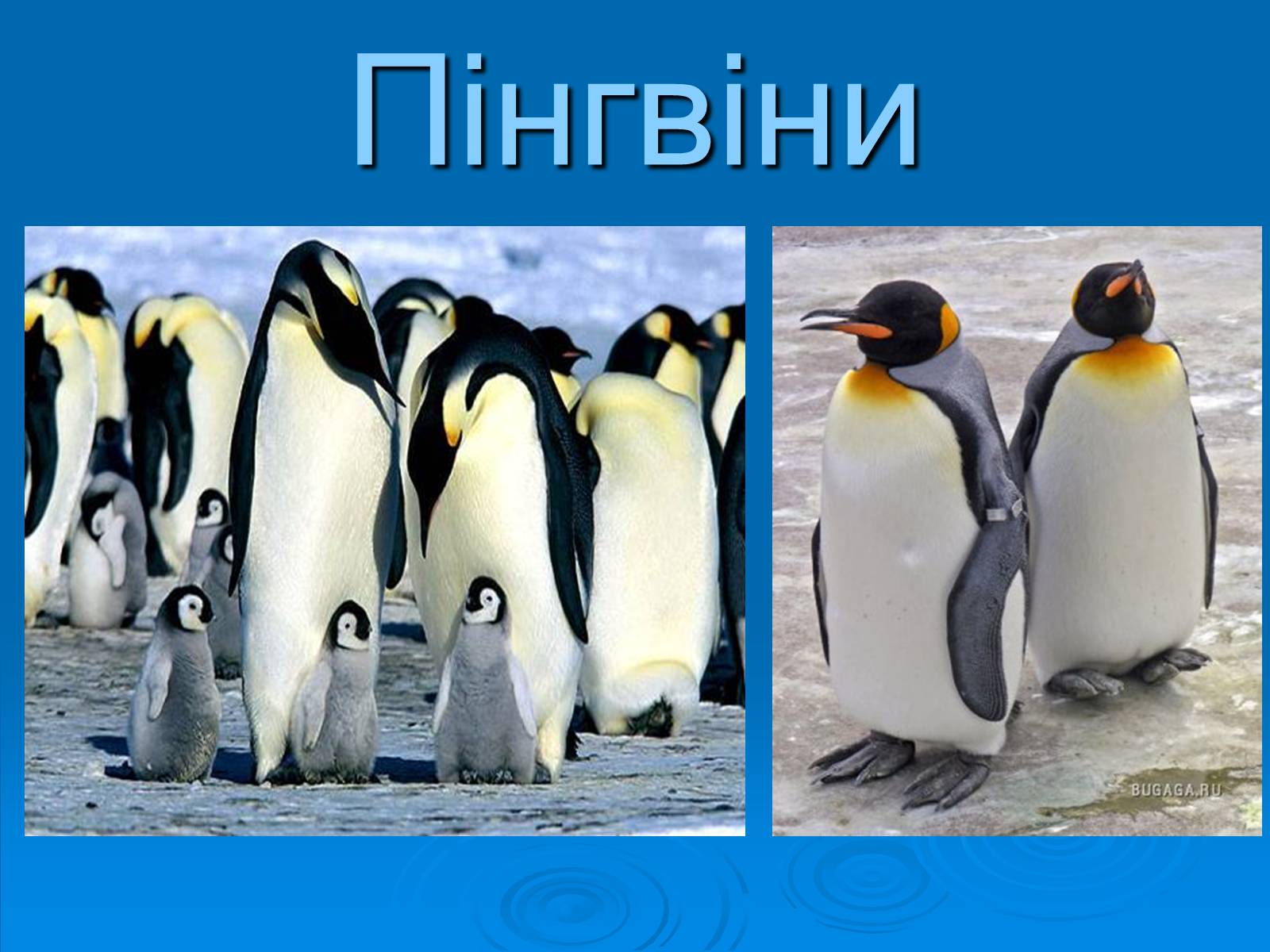 Презентація на тему «Пінгвіни» - Слайд #1