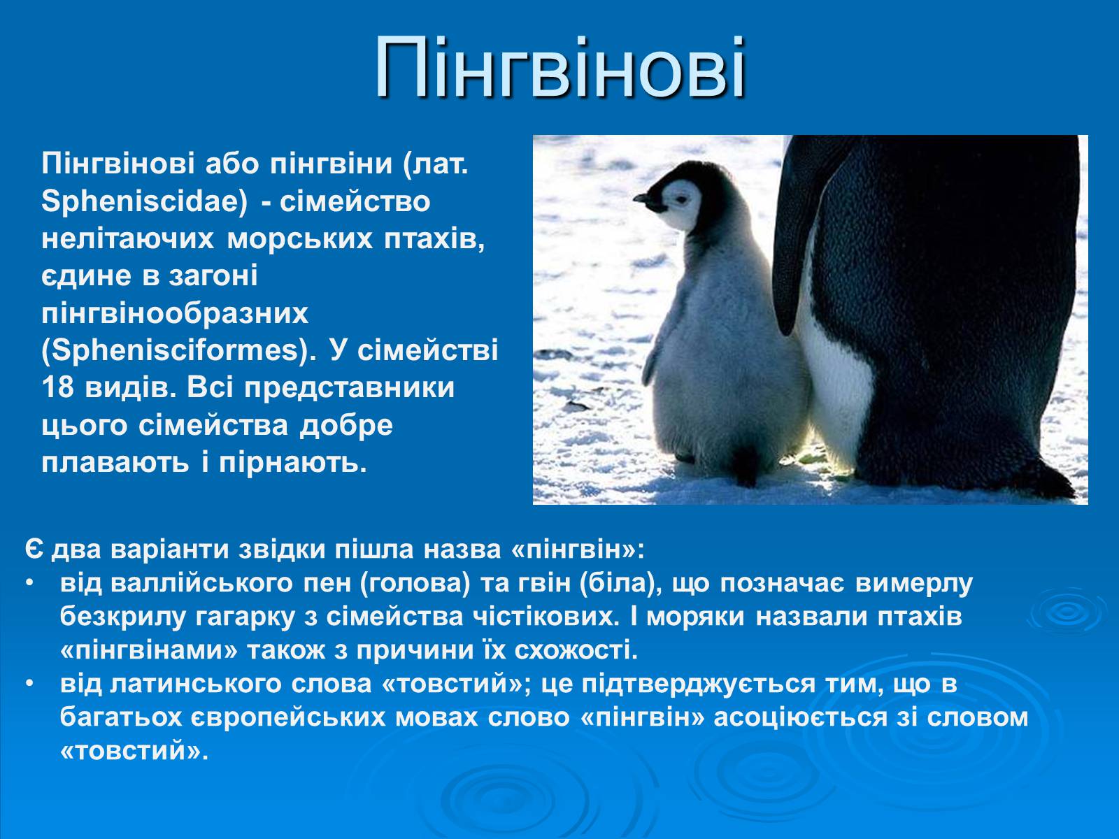 Презентація на тему «Пінгвіни» - Слайд #2