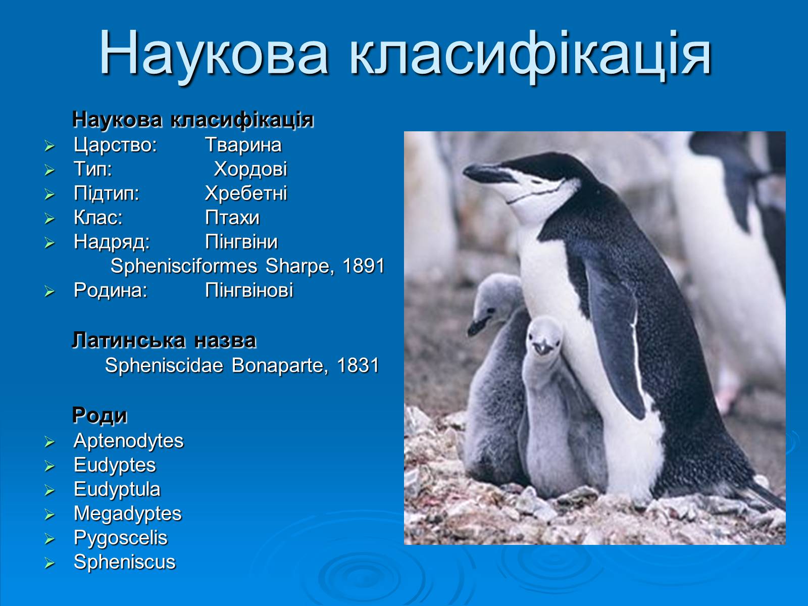 Презентація на тему «Пінгвіни» - Слайд #3