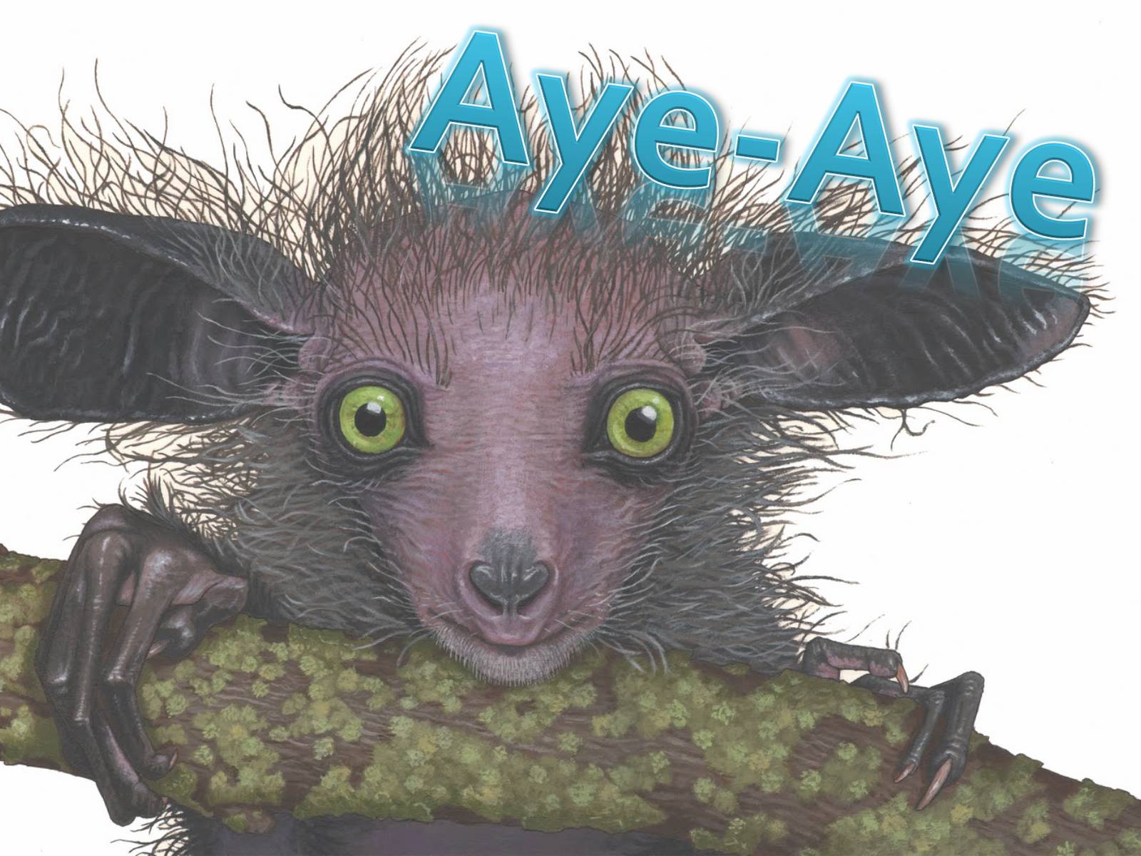 Презентація на тему «Aye-Aye» - Слайд #2