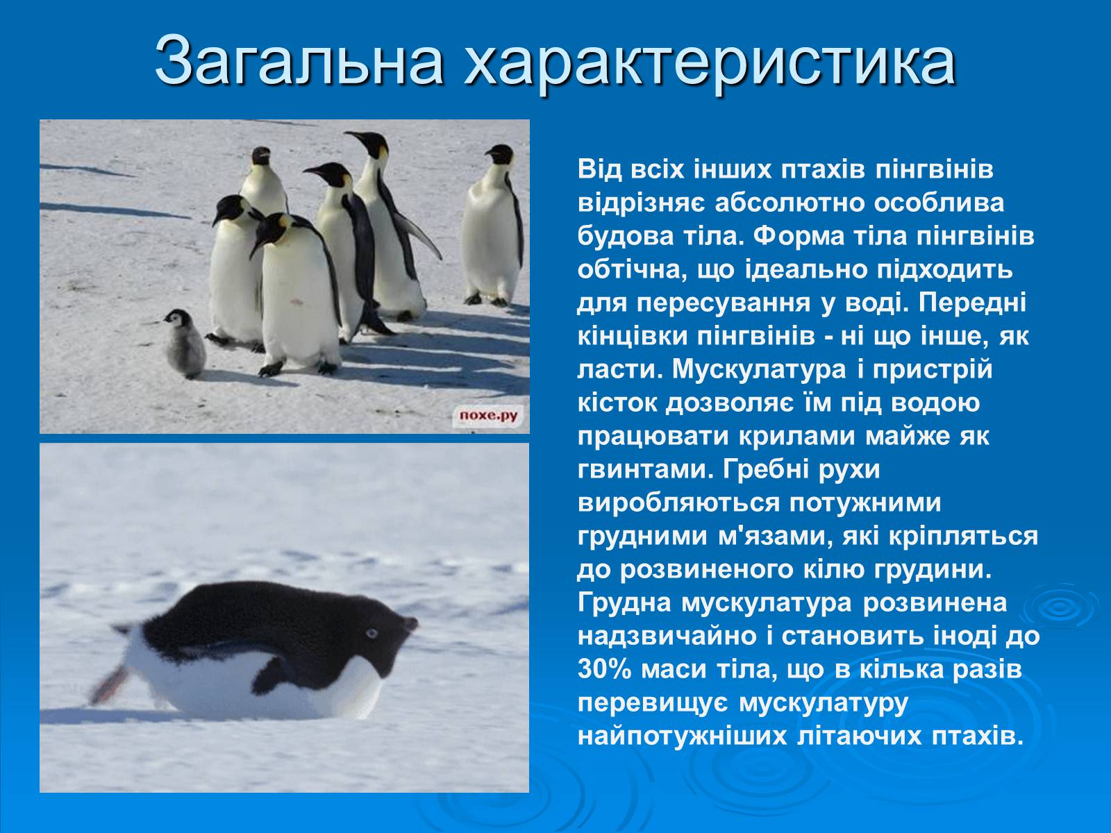 Презентація на тему «Пінгвіни» - Слайд #4
