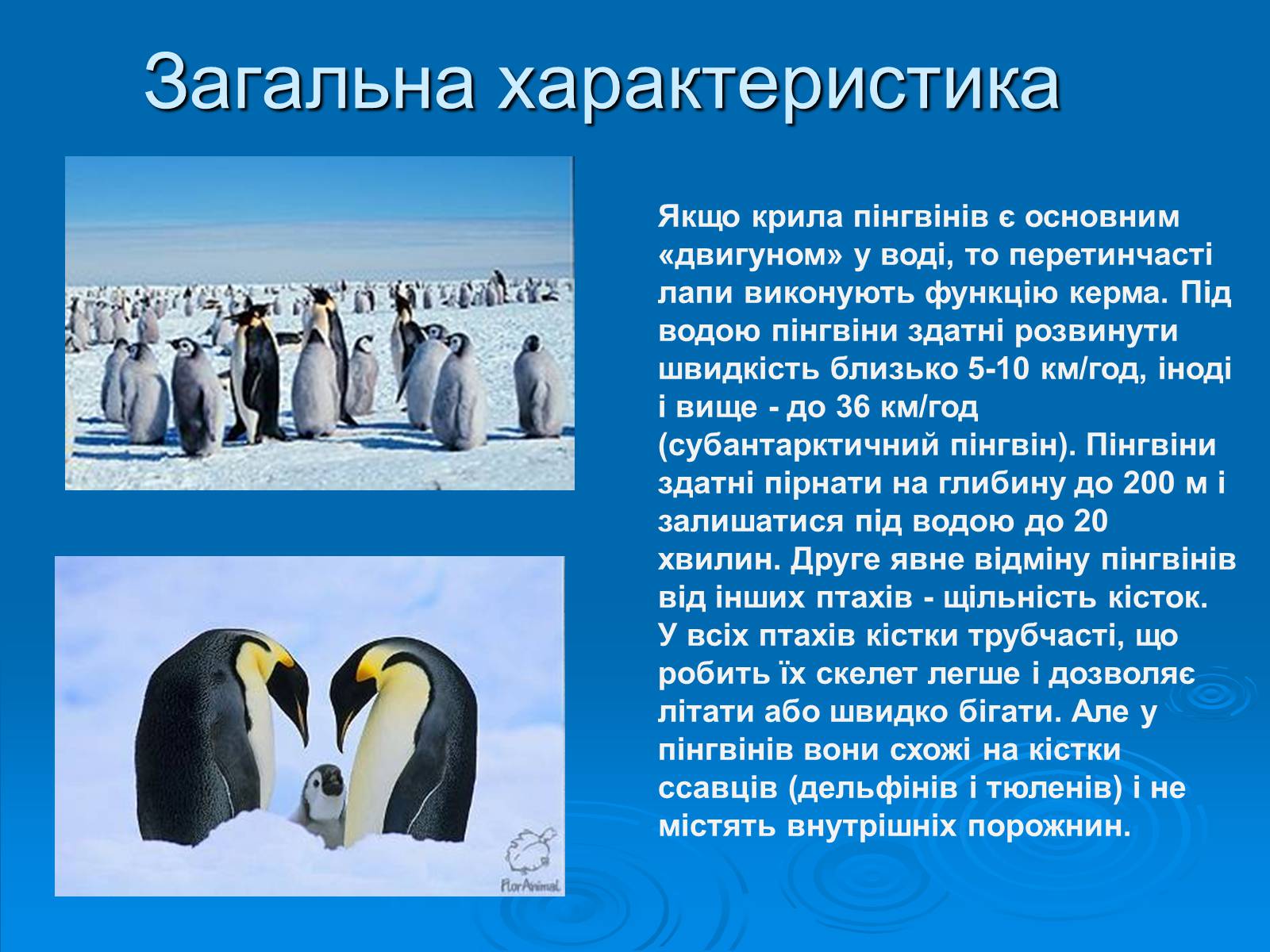 Презентація на тему «Пінгвіни» - Слайд #5