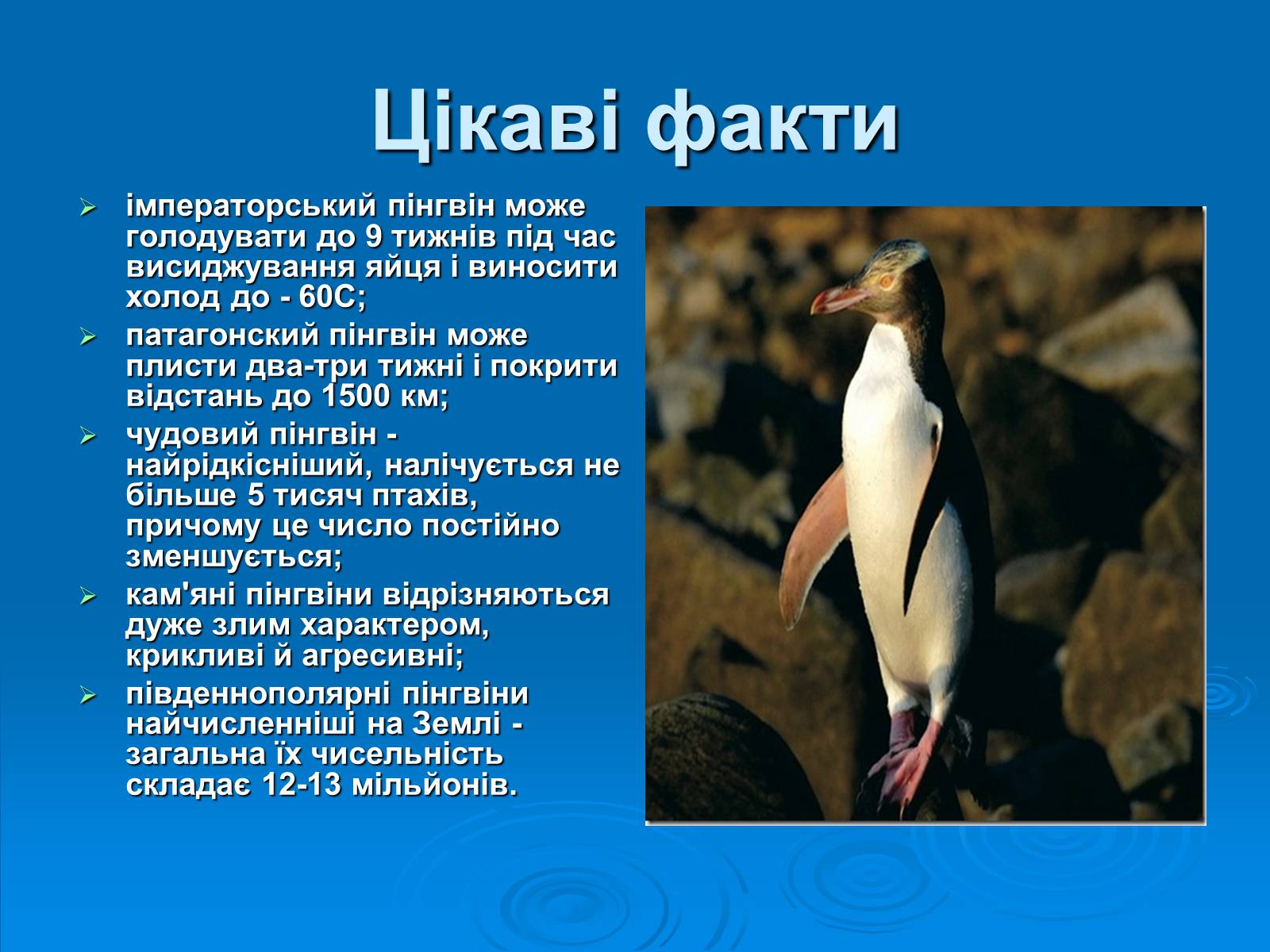 Презентація на тему «Пінгвіни» - Слайд #7