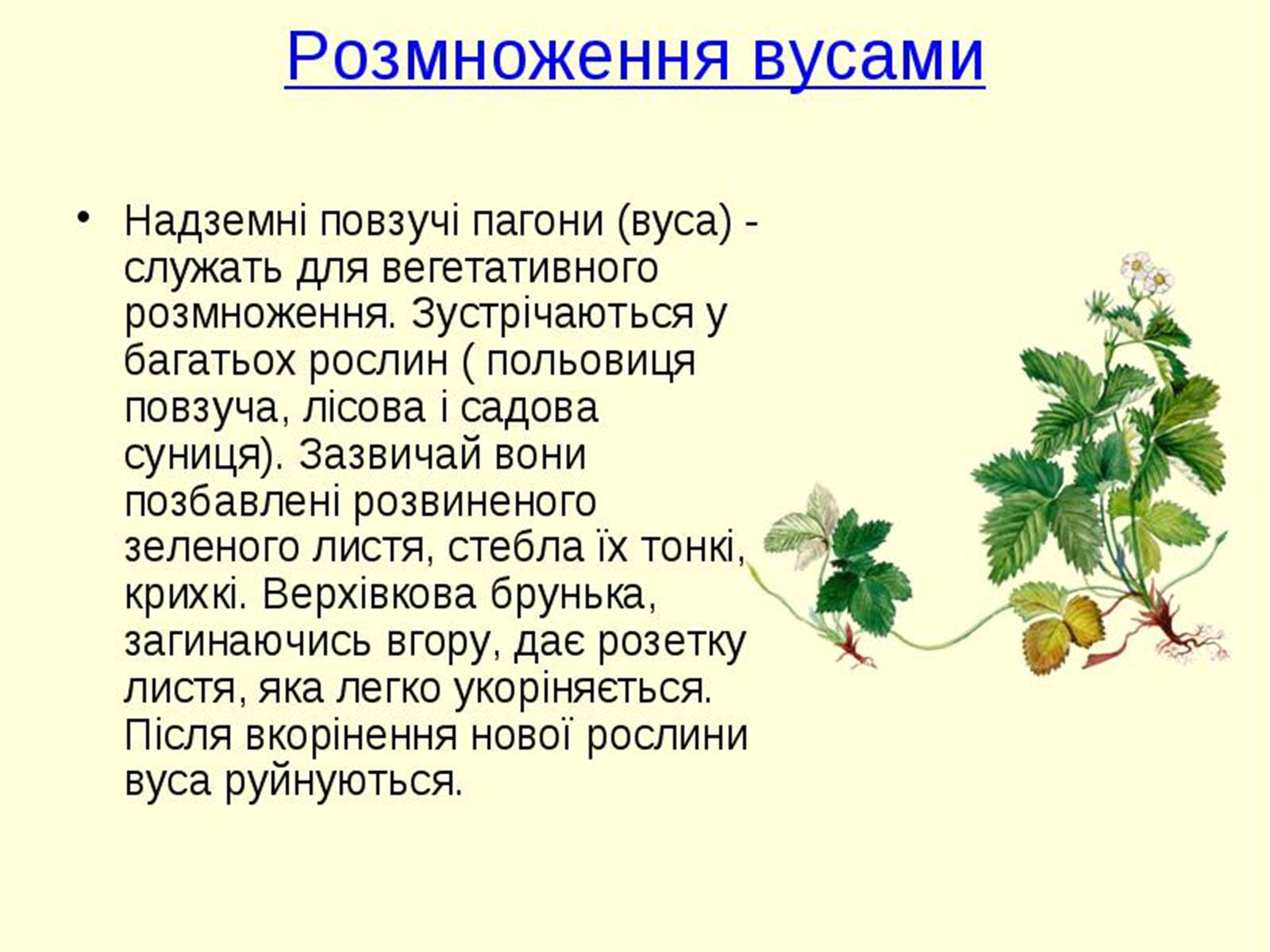 Презентація на тему «Вегетативне розмноження рослин» - Слайд #5