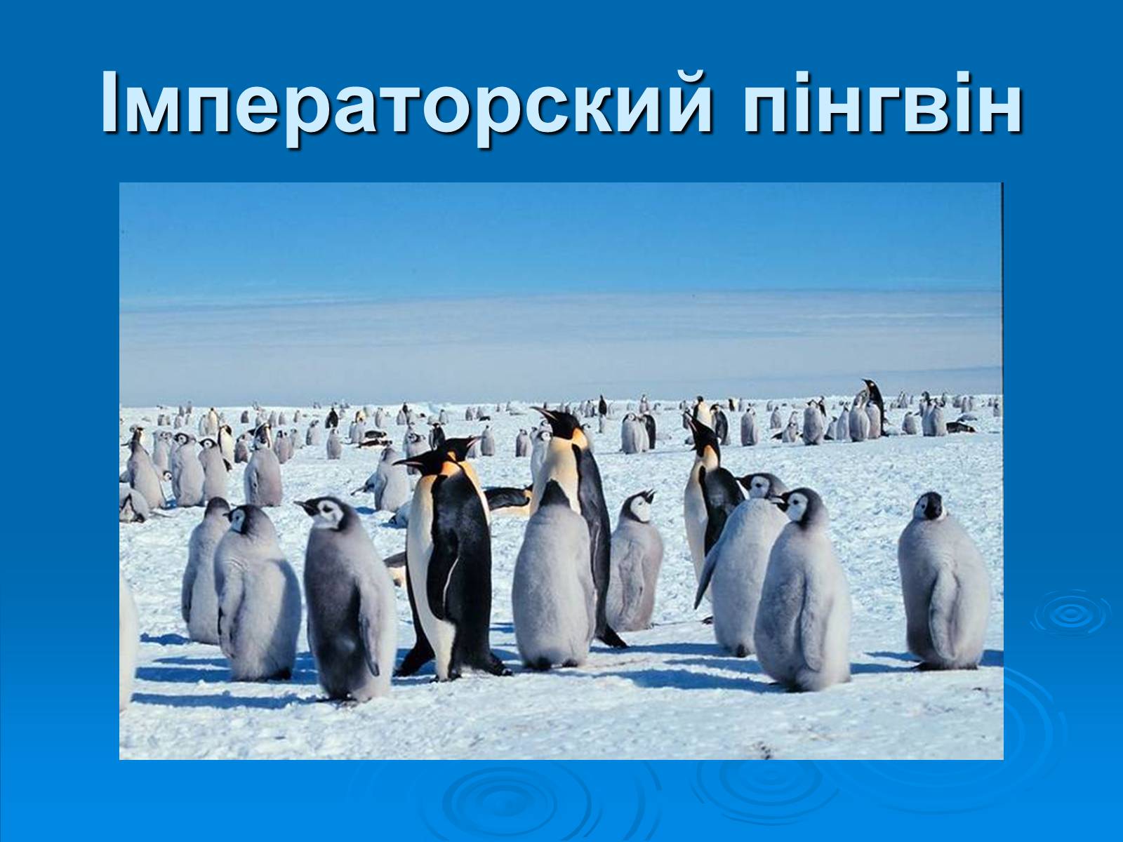 Презентація на тему «Пінгвіни» - Слайд #8