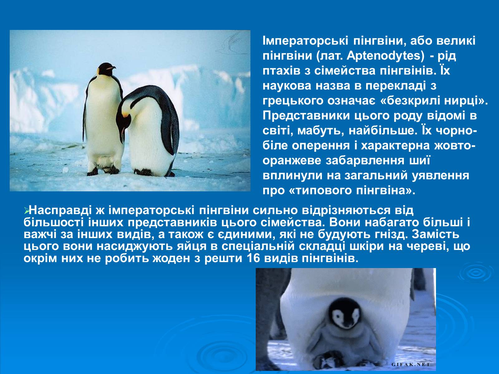 Презентація на тему «Пінгвіни» - Слайд #9