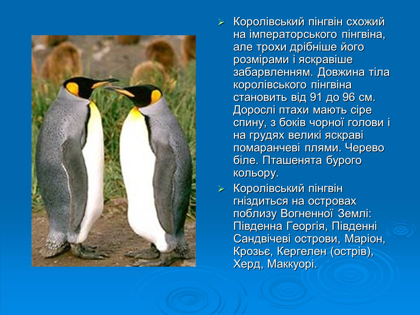 Презентація на тему «Пінгвіни» - Слайд #11