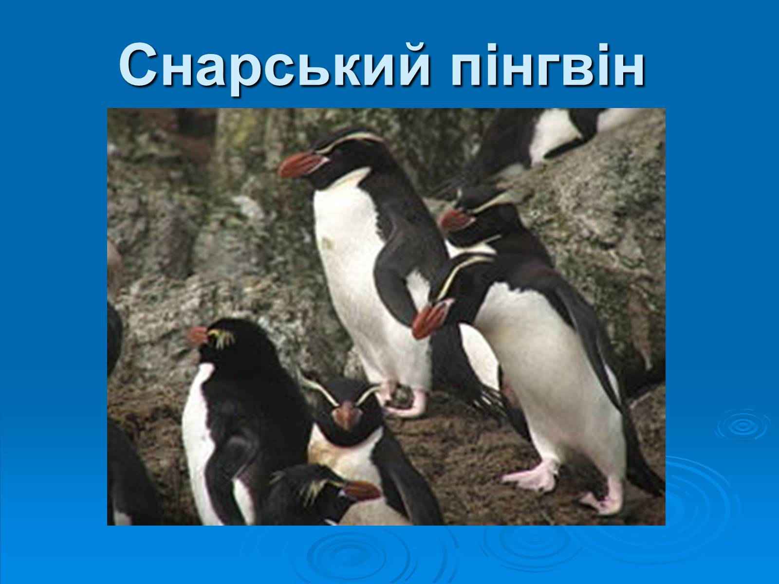 Презентація на тему «Пінгвіни» - Слайд #12