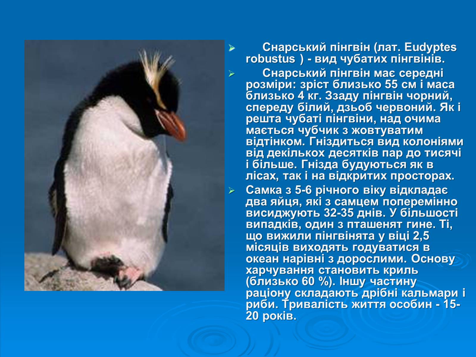 Презентація на тему «Пінгвіни» - Слайд #13