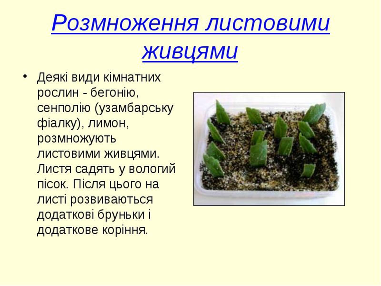 Презентація на тему «Вегетативне розмноження рослин» - Слайд #10