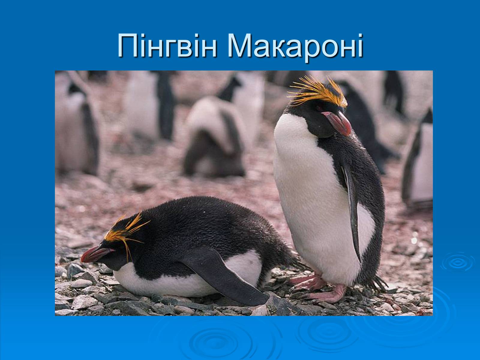 Презентація на тему «Пінгвіни» - Слайд #14
