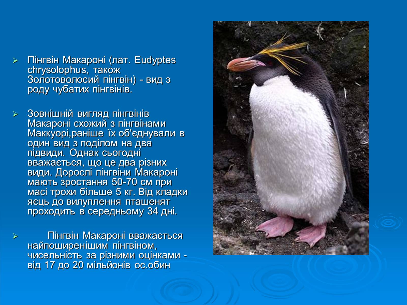 Презентація на тему «Пінгвіни» - Слайд #15