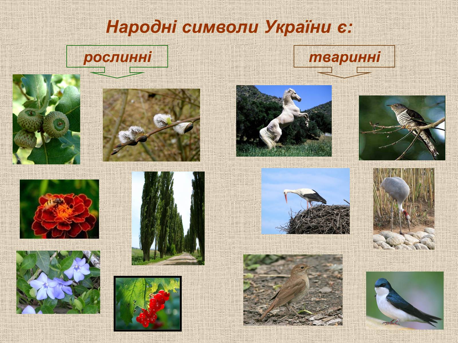 Презентація на тему «Народні символи України» (варіант 1) - Слайд #3