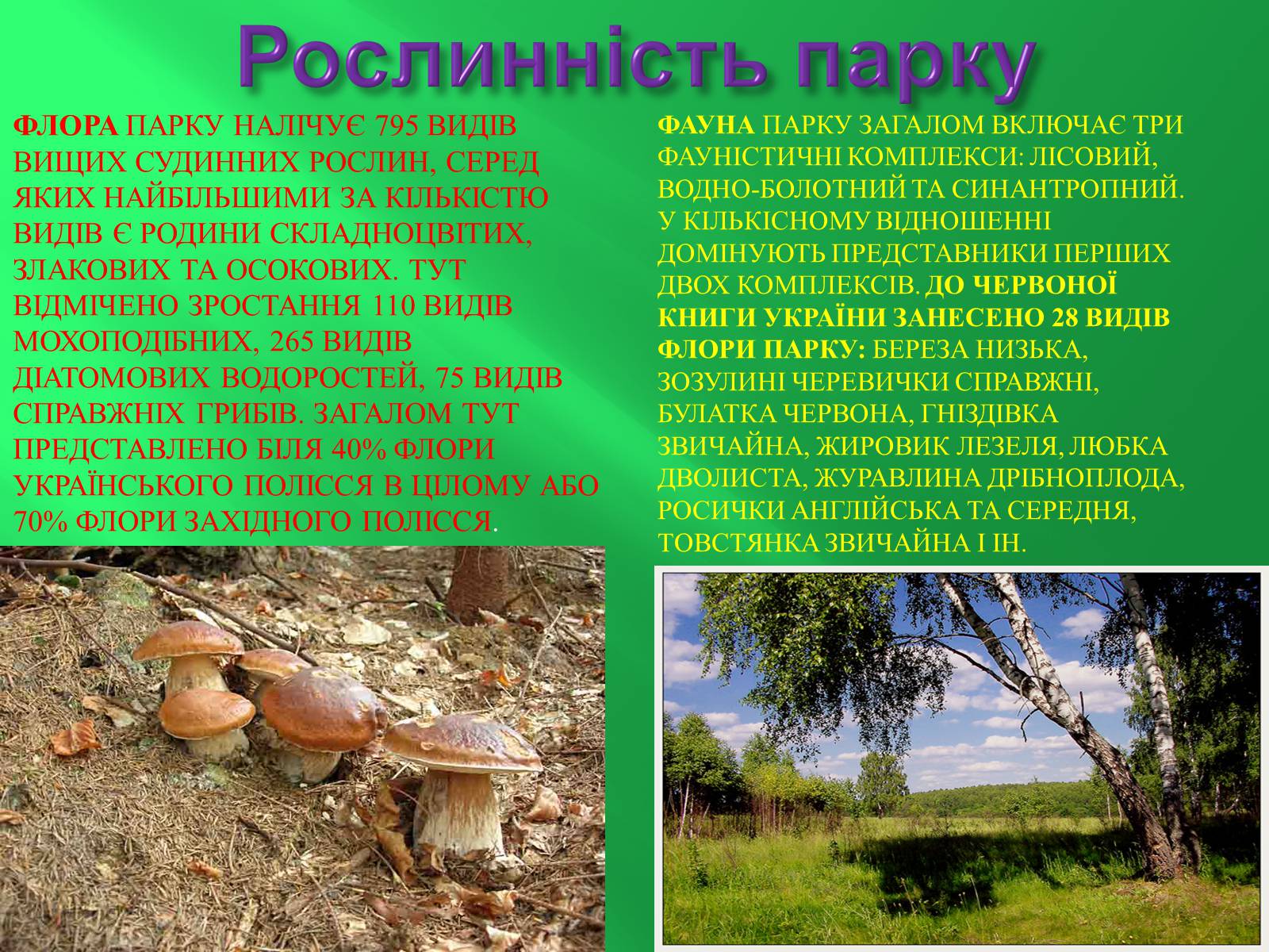 Презентація на тему «Шацький національний природний парк» (варіант 2) - Слайд #9