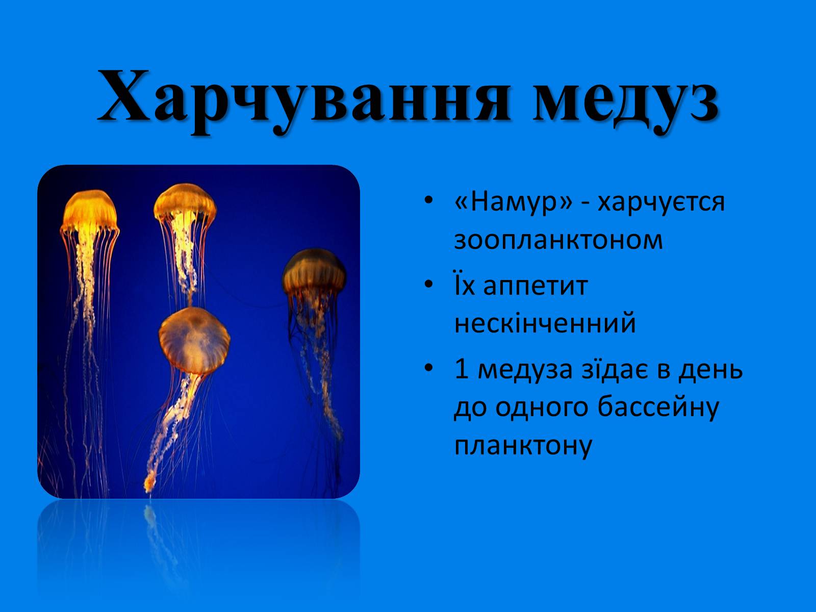 Презентація на тему «Медузи» (варіант 1) - Слайд #3