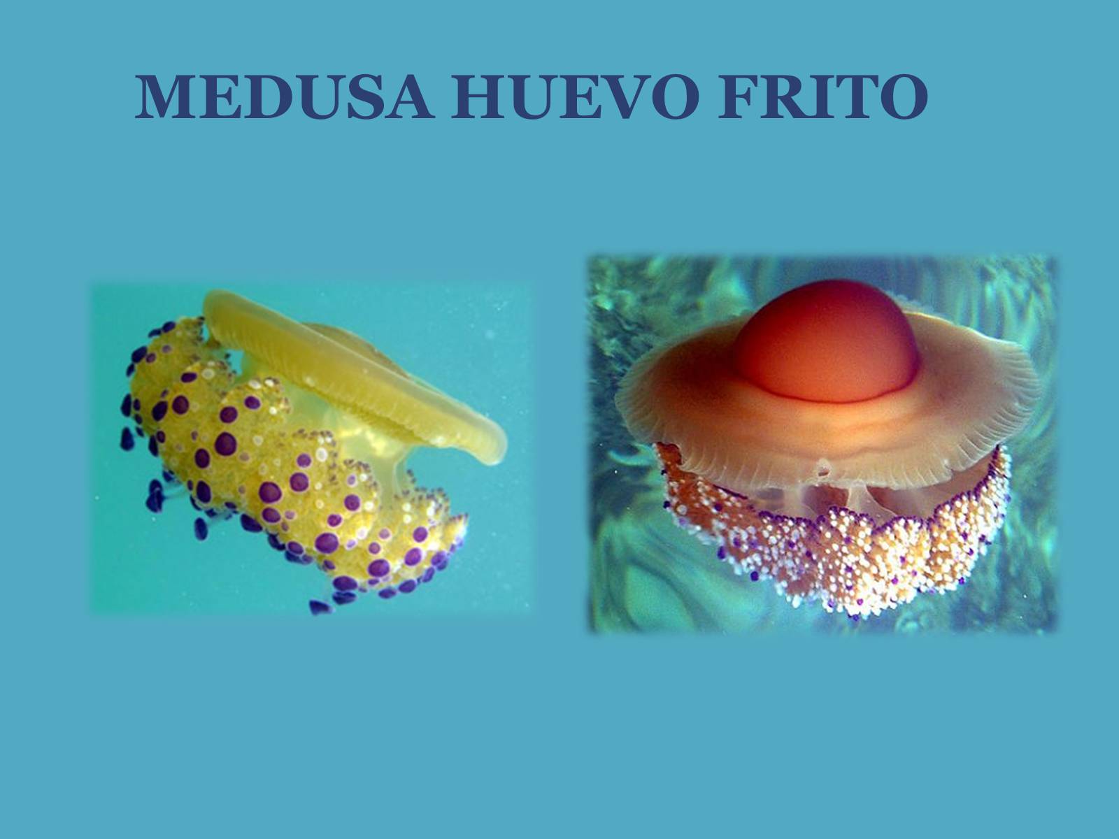 Презентація на тему «Медузи» (варіант 1) - Слайд #8