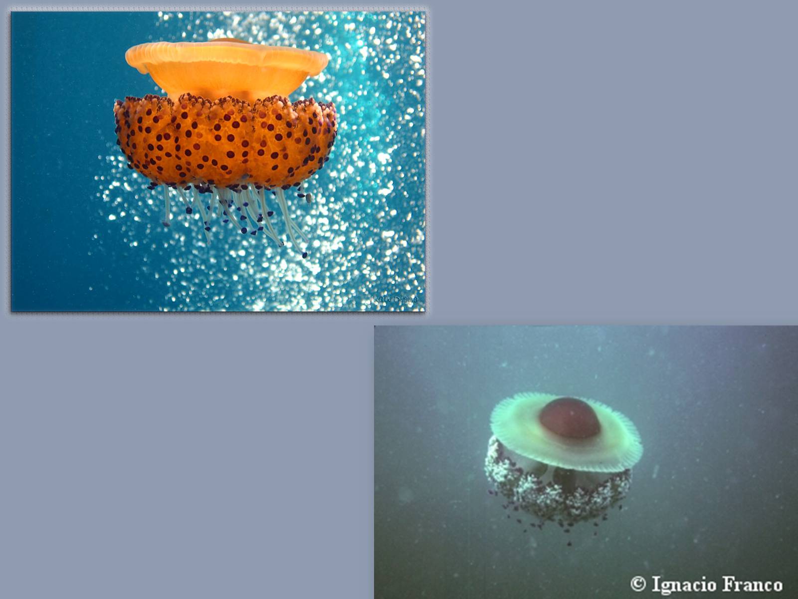 Презентація на тему «Медузи» (варіант 1) - Слайд #9