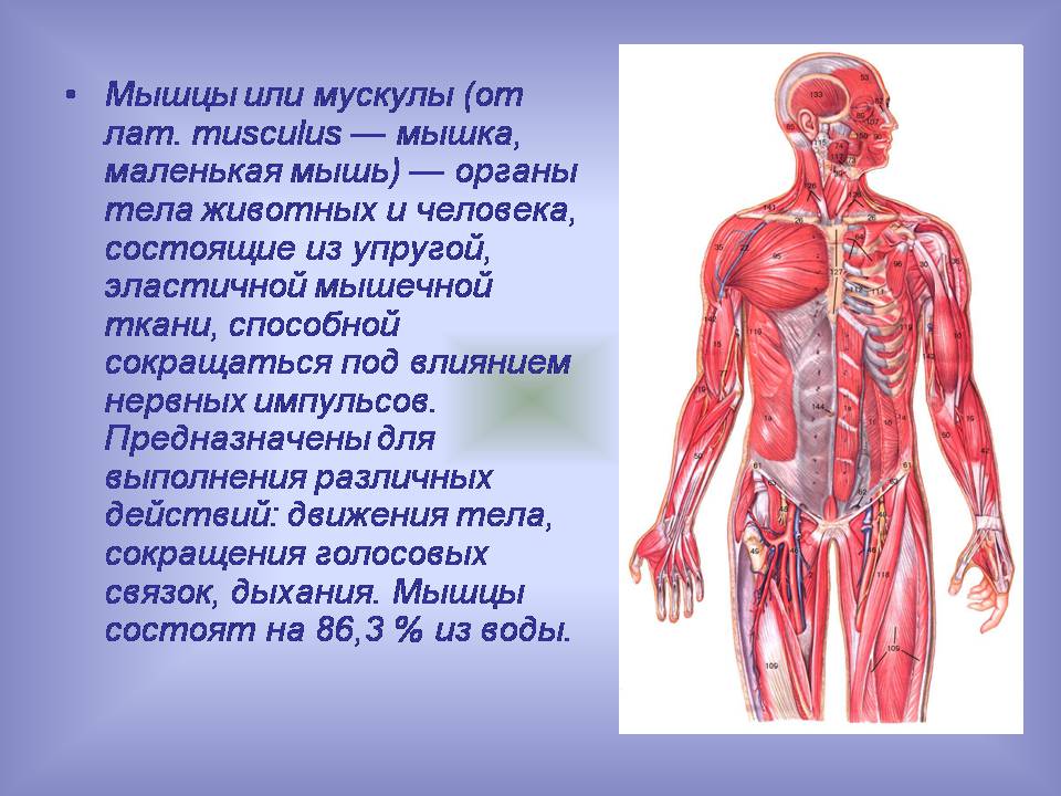 Презентація на тему «Мышцы. Строение мышечной ткани» - Слайд #2
