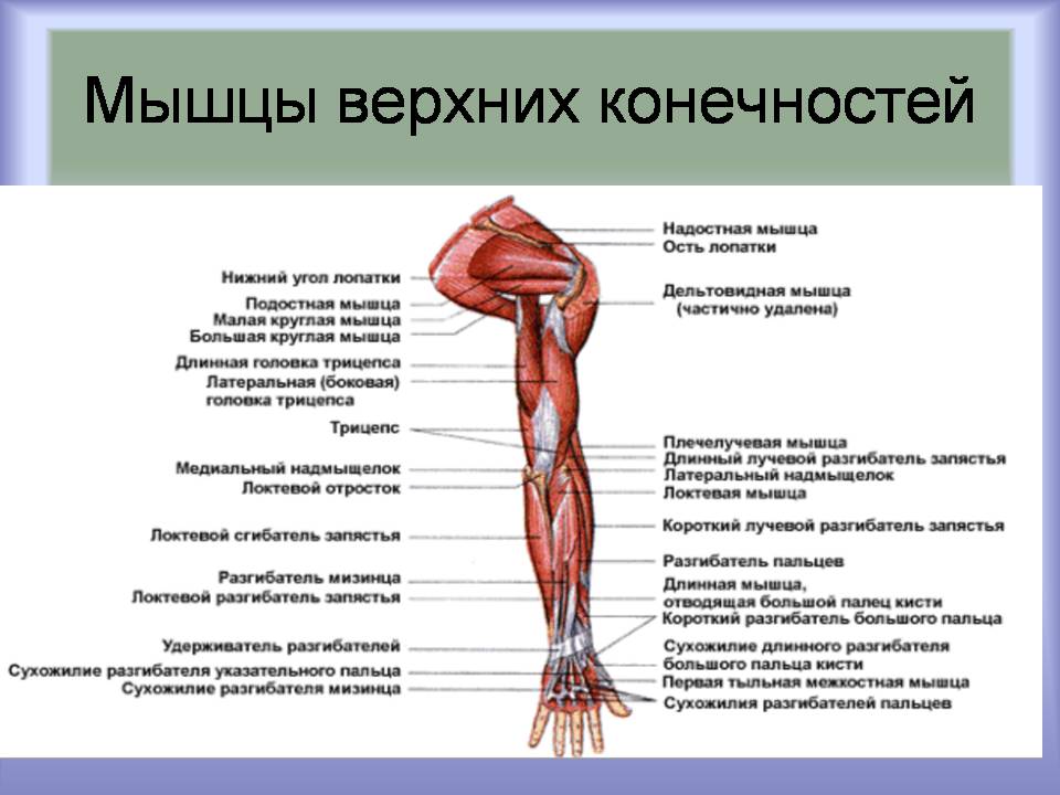 Презентація на тему «Мышцы. Строение мышечной ткани» - Слайд #7