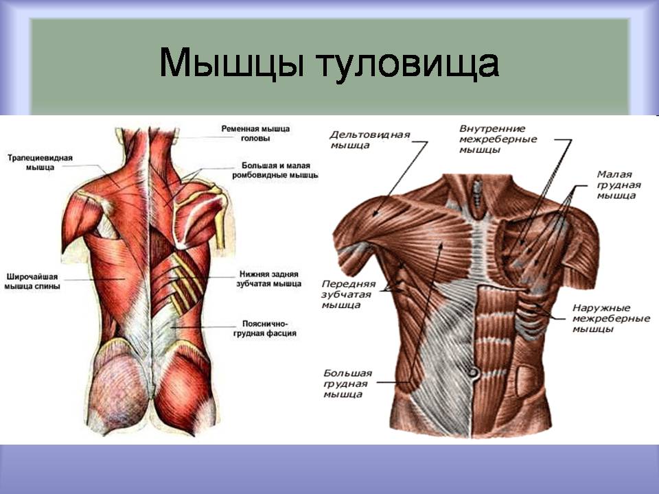 Презентація на тему «Мышцы. Строение мышечной ткани» - Слайд #9