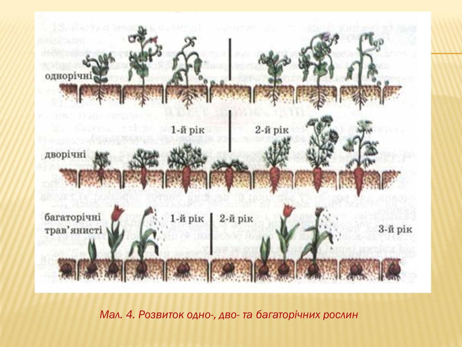 Презентація на тему «Життєвий цикл рослин» (варіант 1) - Слайд #9