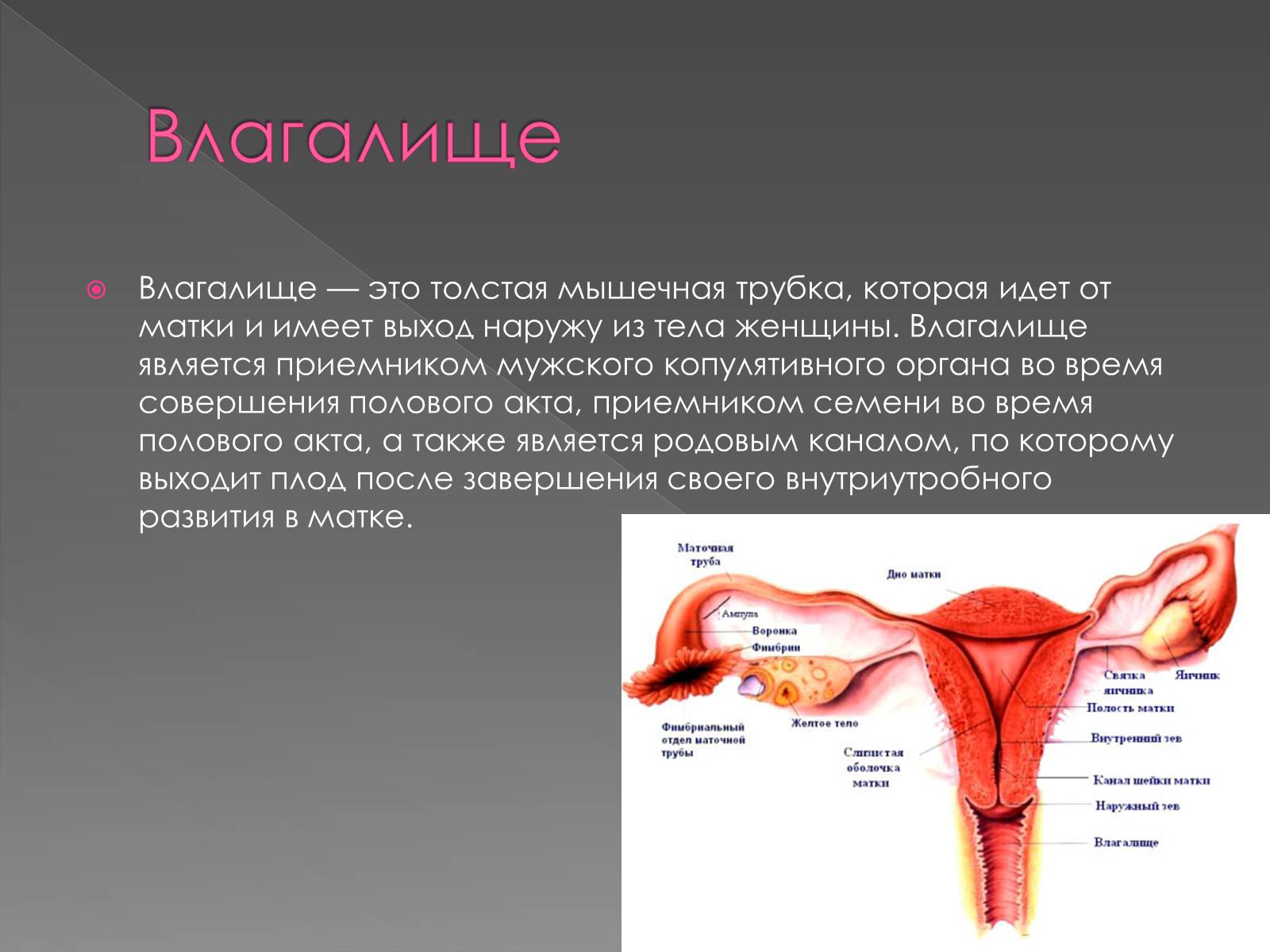 Презентація на тему «Женская половая система» - Слайд #9