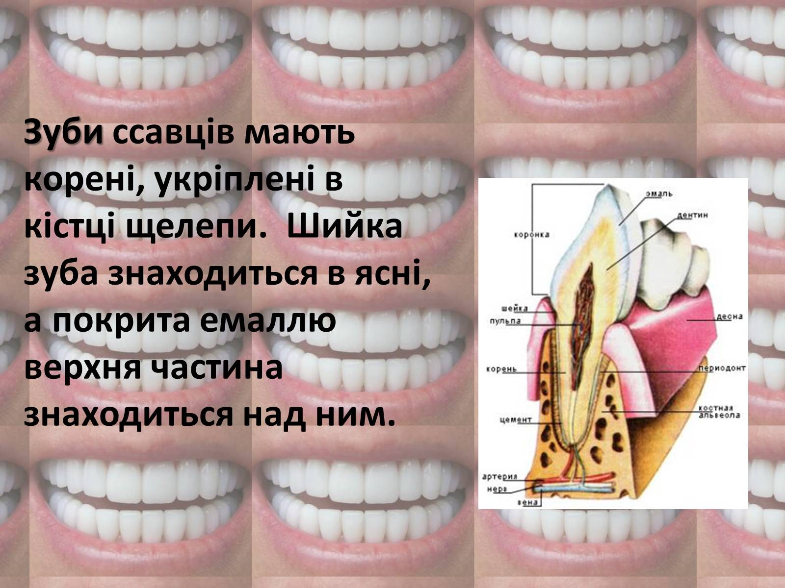 Презентація на тему «Зуби» (варіант 2) - Слайд #4