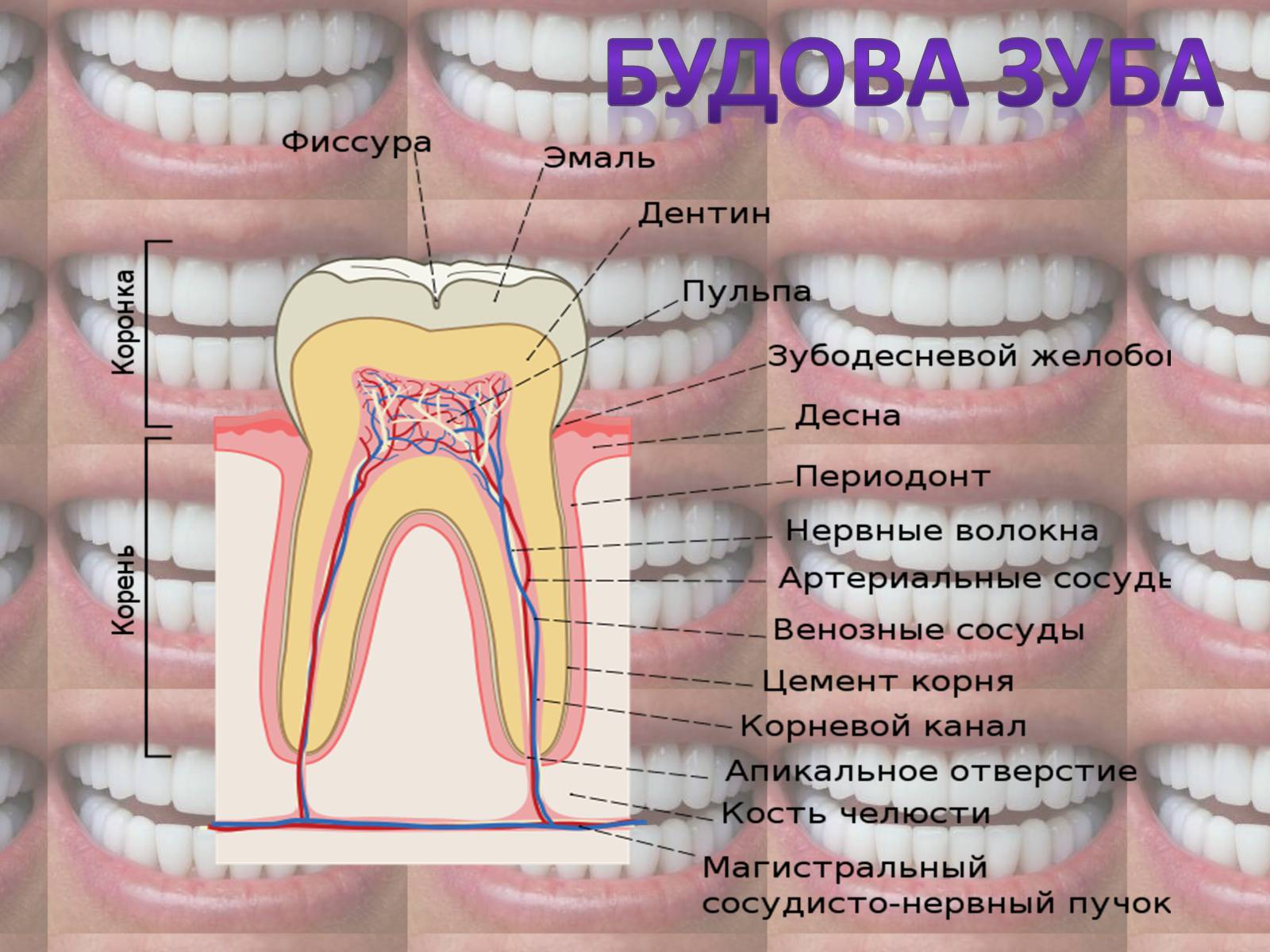 Презентація на тему «Зуби» (варіант 2) - Слайд #5