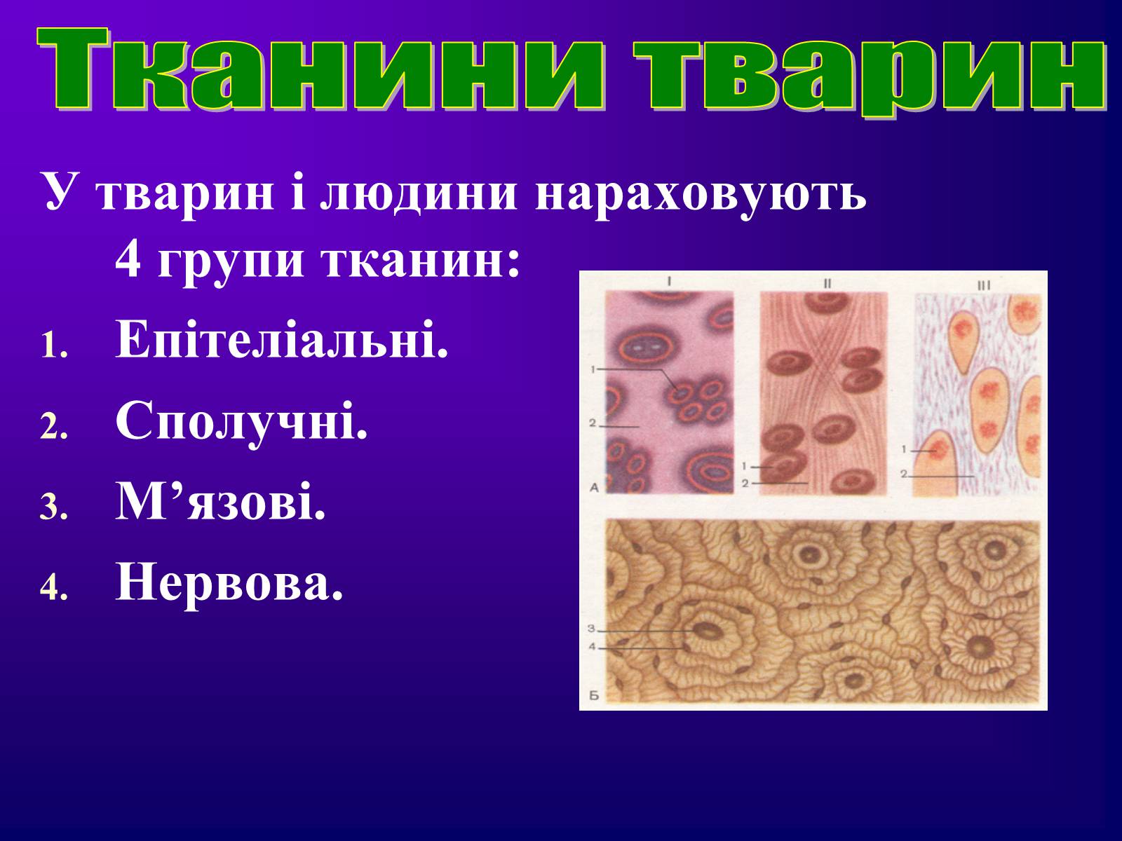 Презентація на тему «Різноманітність тканин живих організмів» - Слайд #31