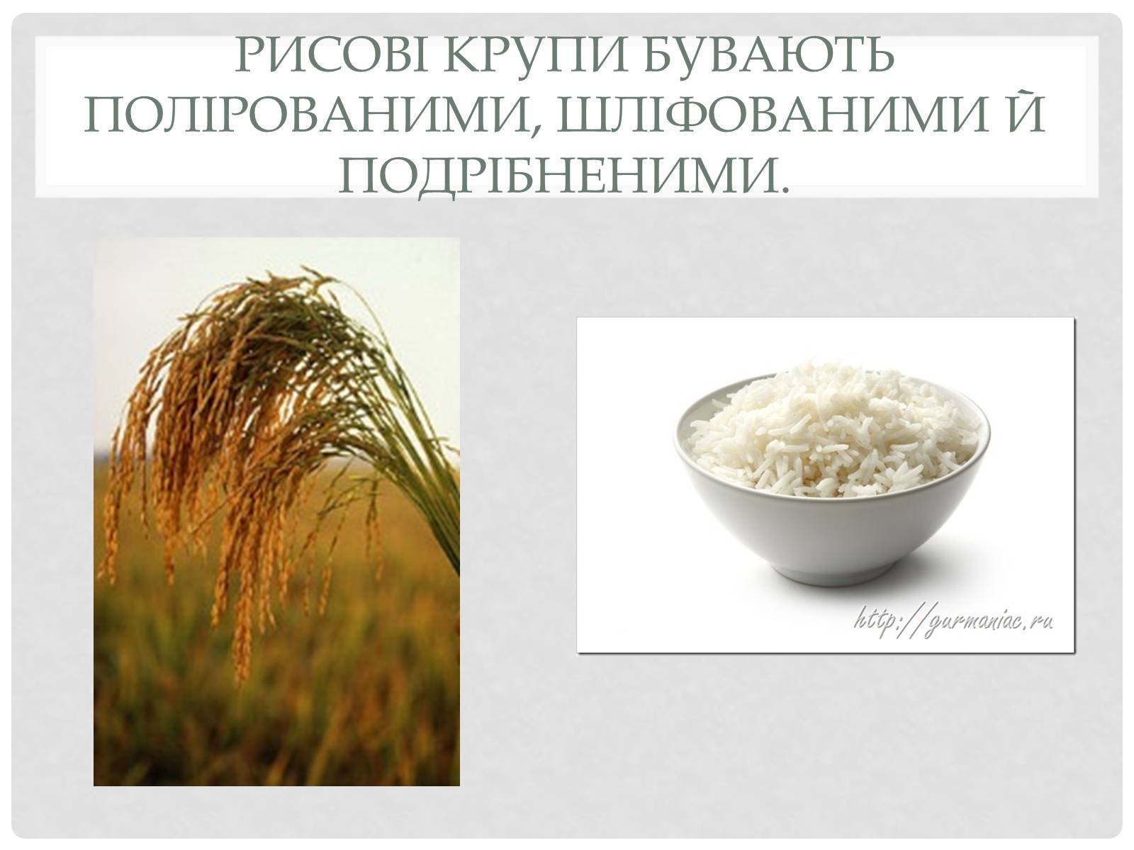 Презентація на тему «Технологія приготування традиційних українських страв з круп» - Слайд #6