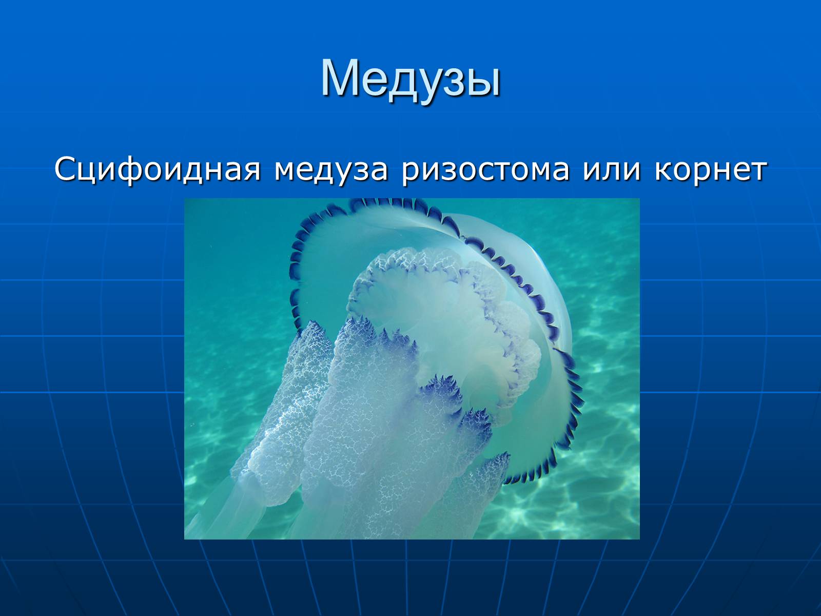 Презентація на тему «Медузи» (варіант 2) - Слайд #3