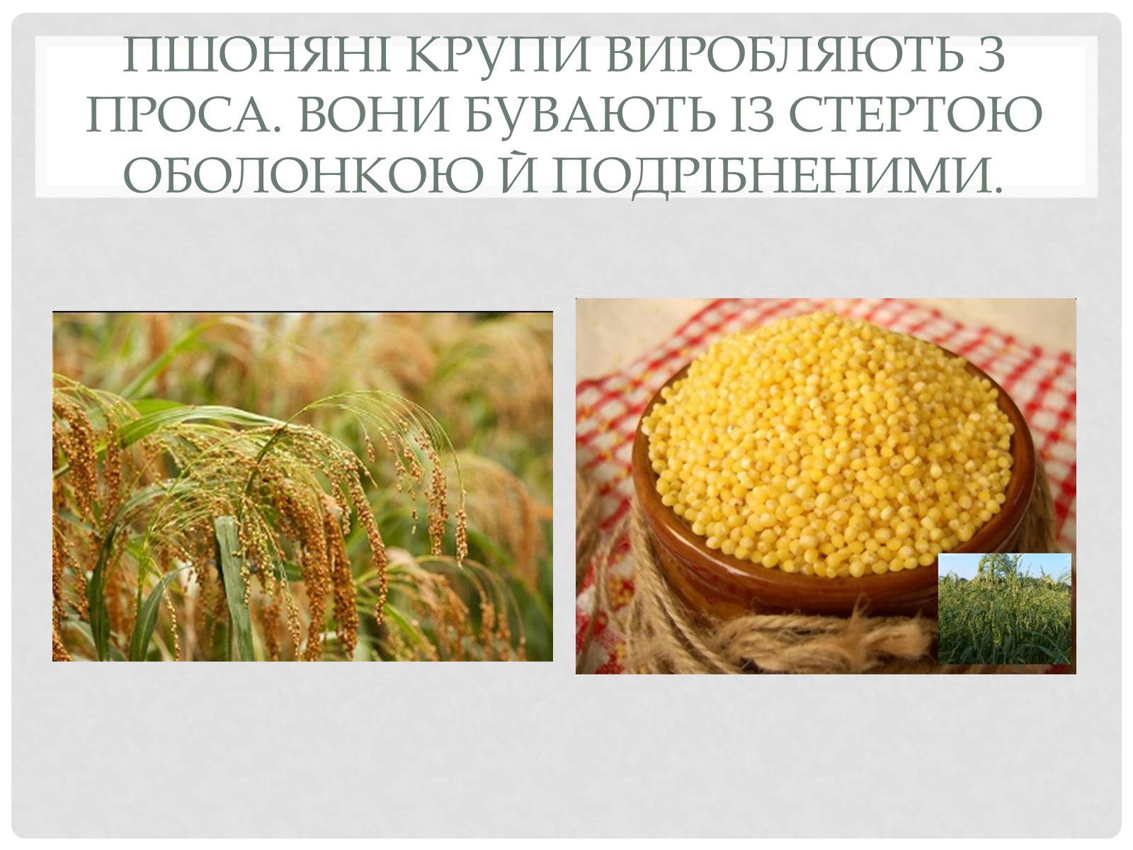 Презентація на тему «Технологія приготування традиційних українських страв з круп» - Слайд #7