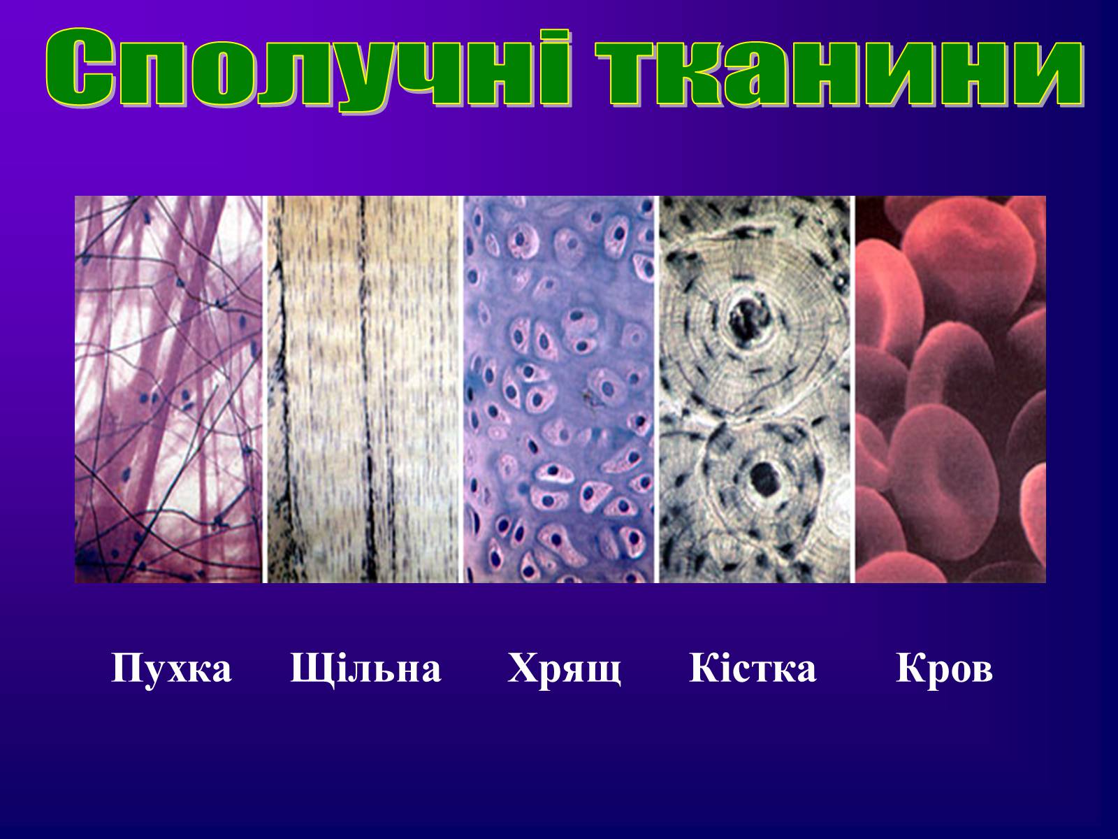 Презентація на тему «Різноманітність тканин живих організмів» - Слайд #37